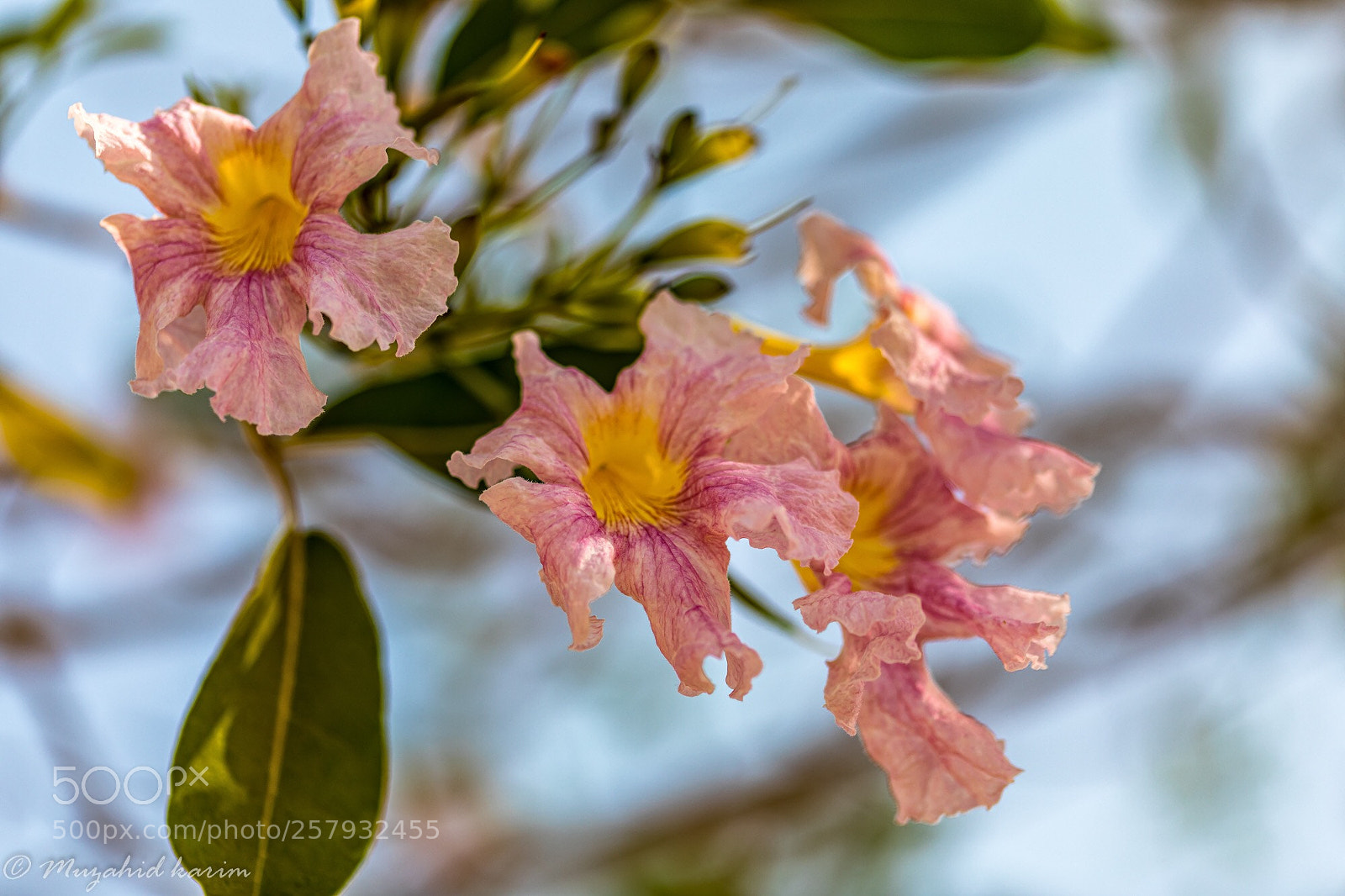 Canon EOS 5D Mark IV sample photo. Pink lapacho photography