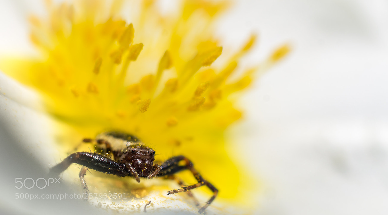 Pentax K-5 sample photo. The guardian photography
