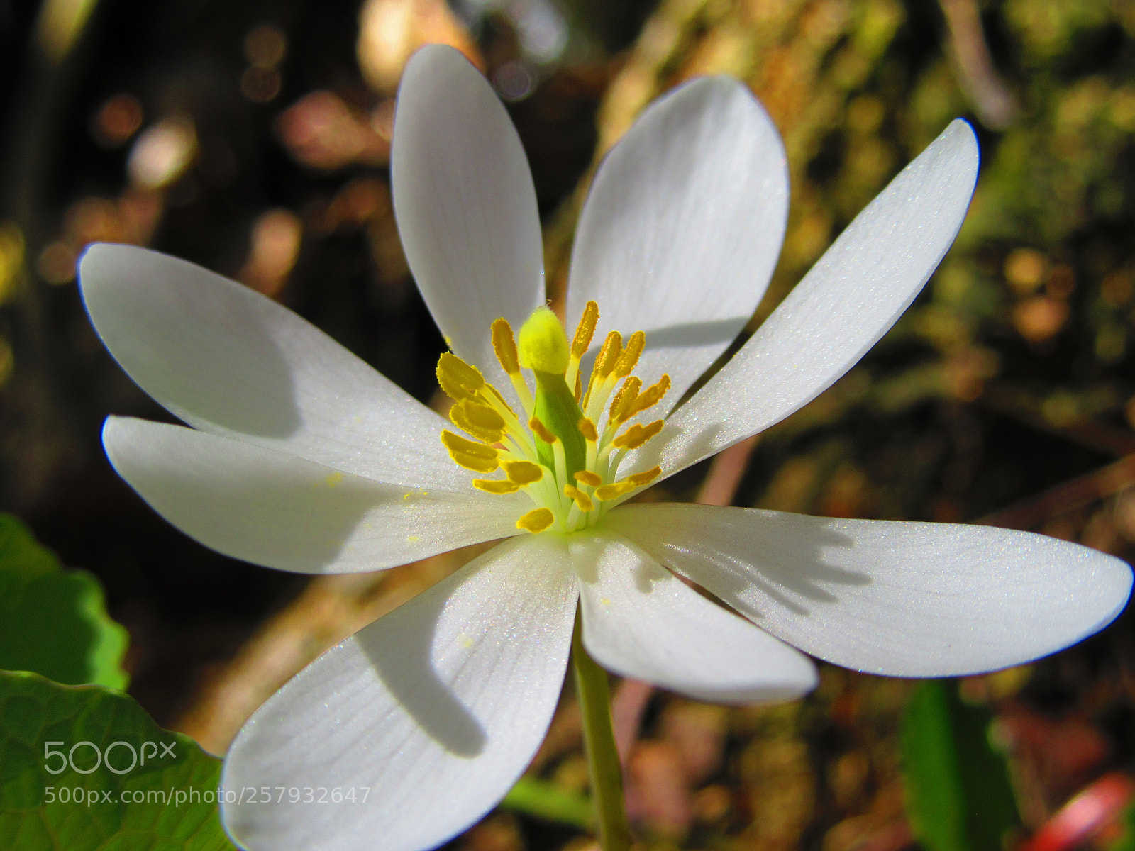 Canon PowerShot SX610 HS sample photo. Macro bloodroot flower photography