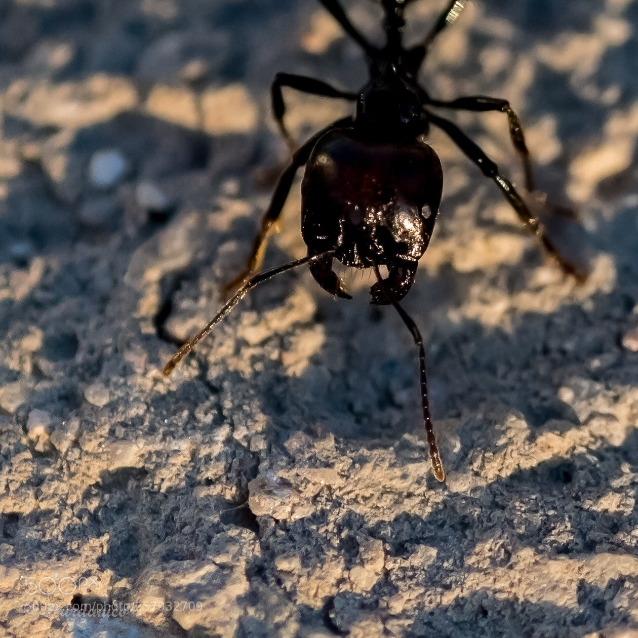 Nikon D5300 sample photo. Wild ant photography