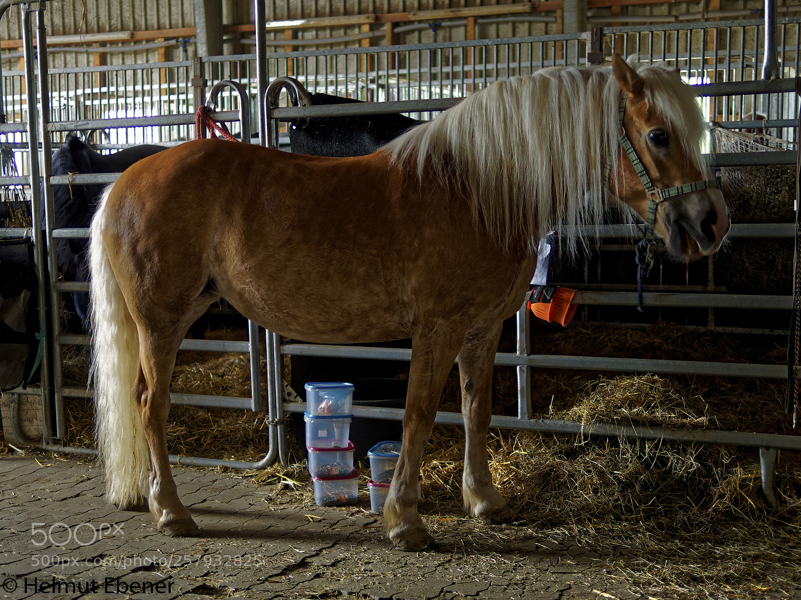 Olympus OM-D E-M5 sample photo. Sz-salder, pferd photography