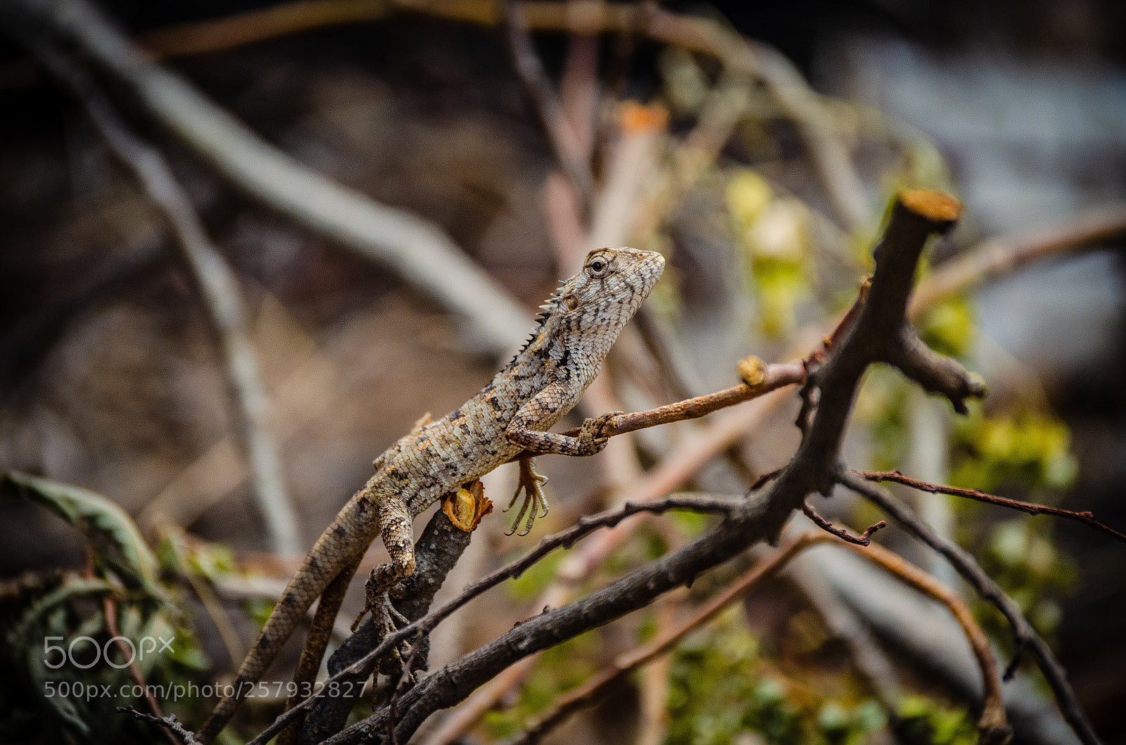 Nikon D5100 sample photo. Lizard photography