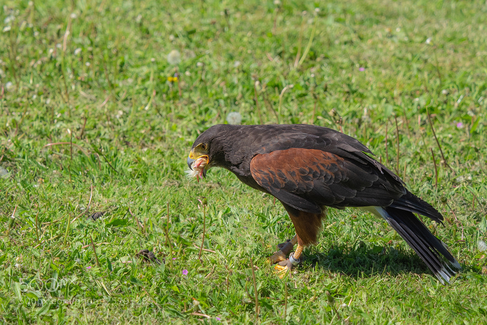 Olympus OM-D E-M1 sample photo. Wüstenbussard.... photography