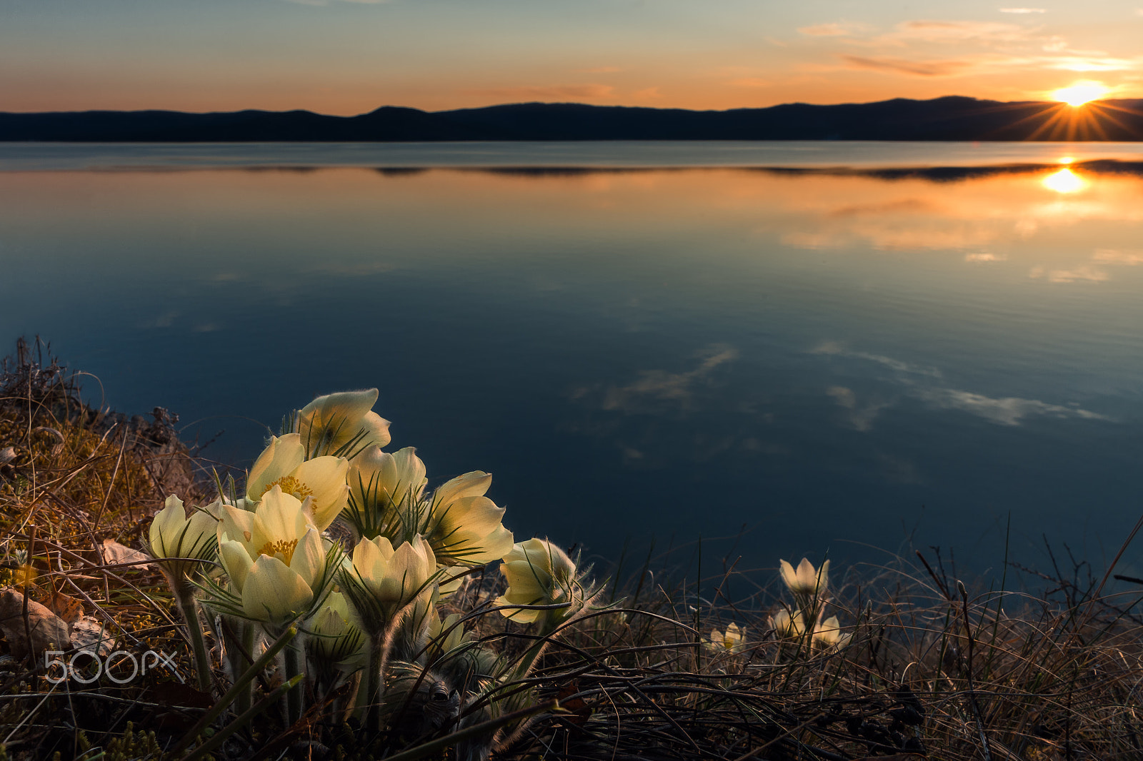 Sony a99 II sample photo. Sunset flowers photography
