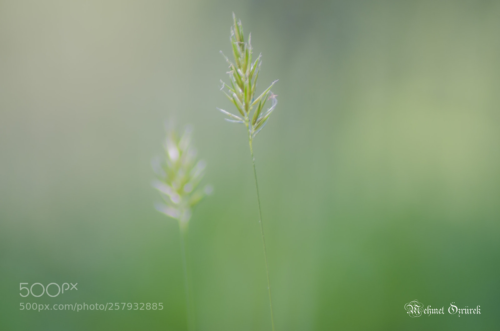 Nikon D7000 sample photo. Fairytale nature photography