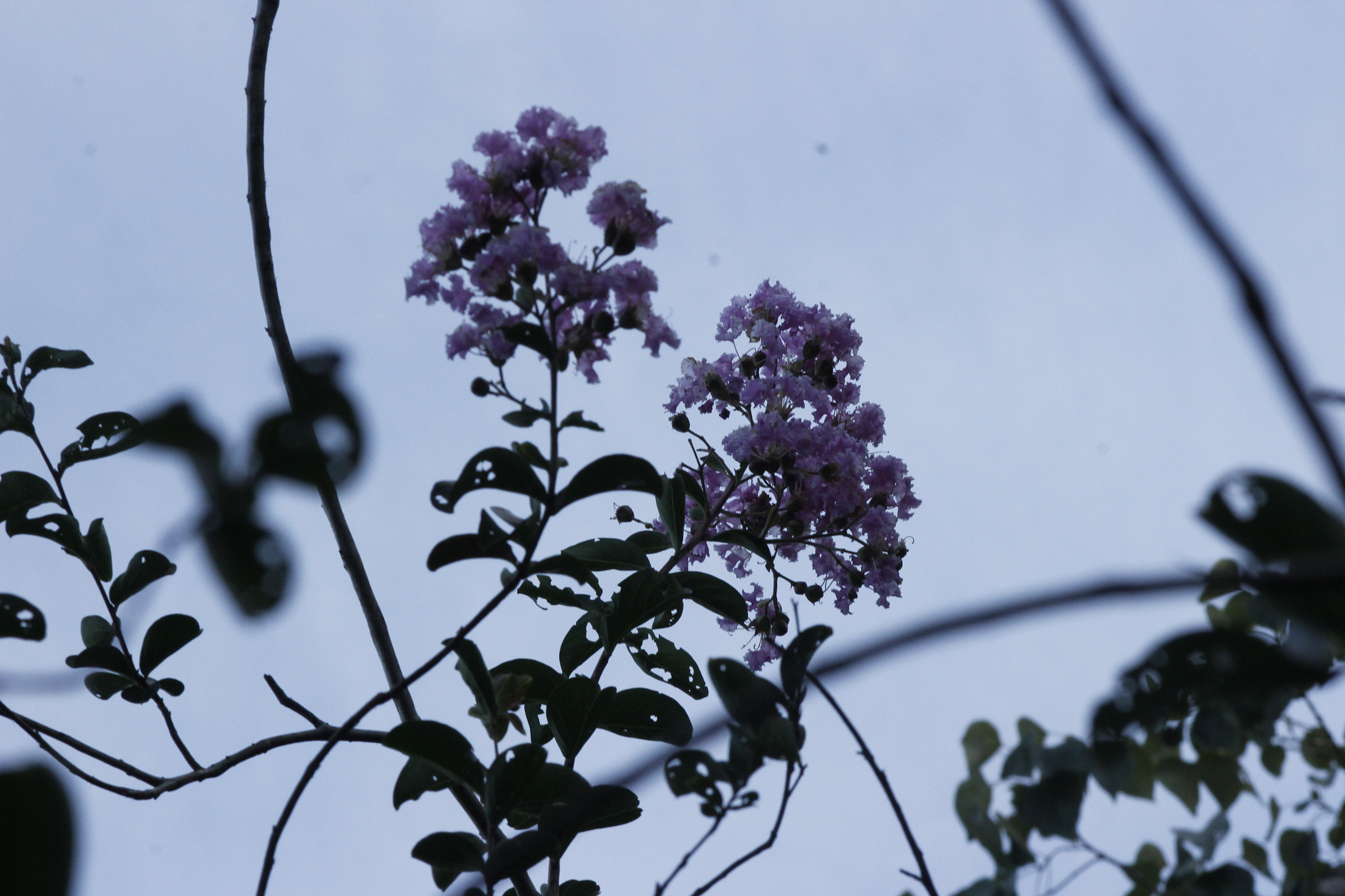Canon EF 75-300mm f/4-5.6 sample photo. Mg photography
