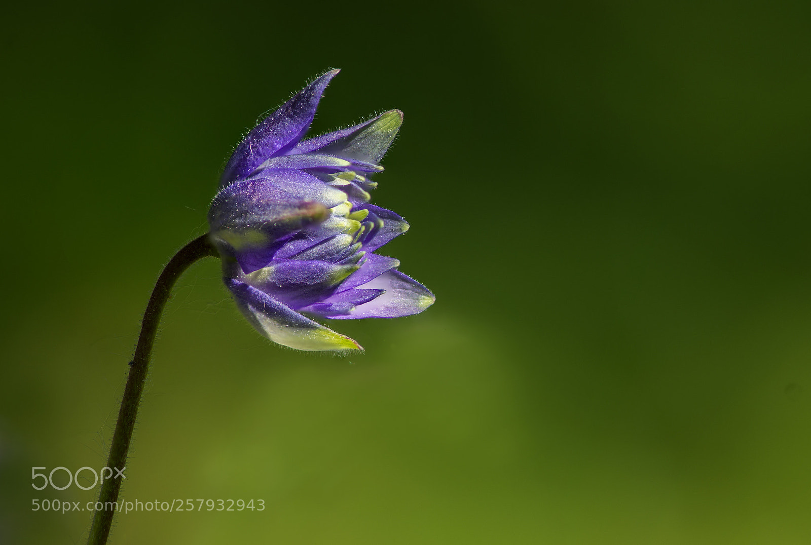 Nikon D610 sample photo. Aquilegia purple photography