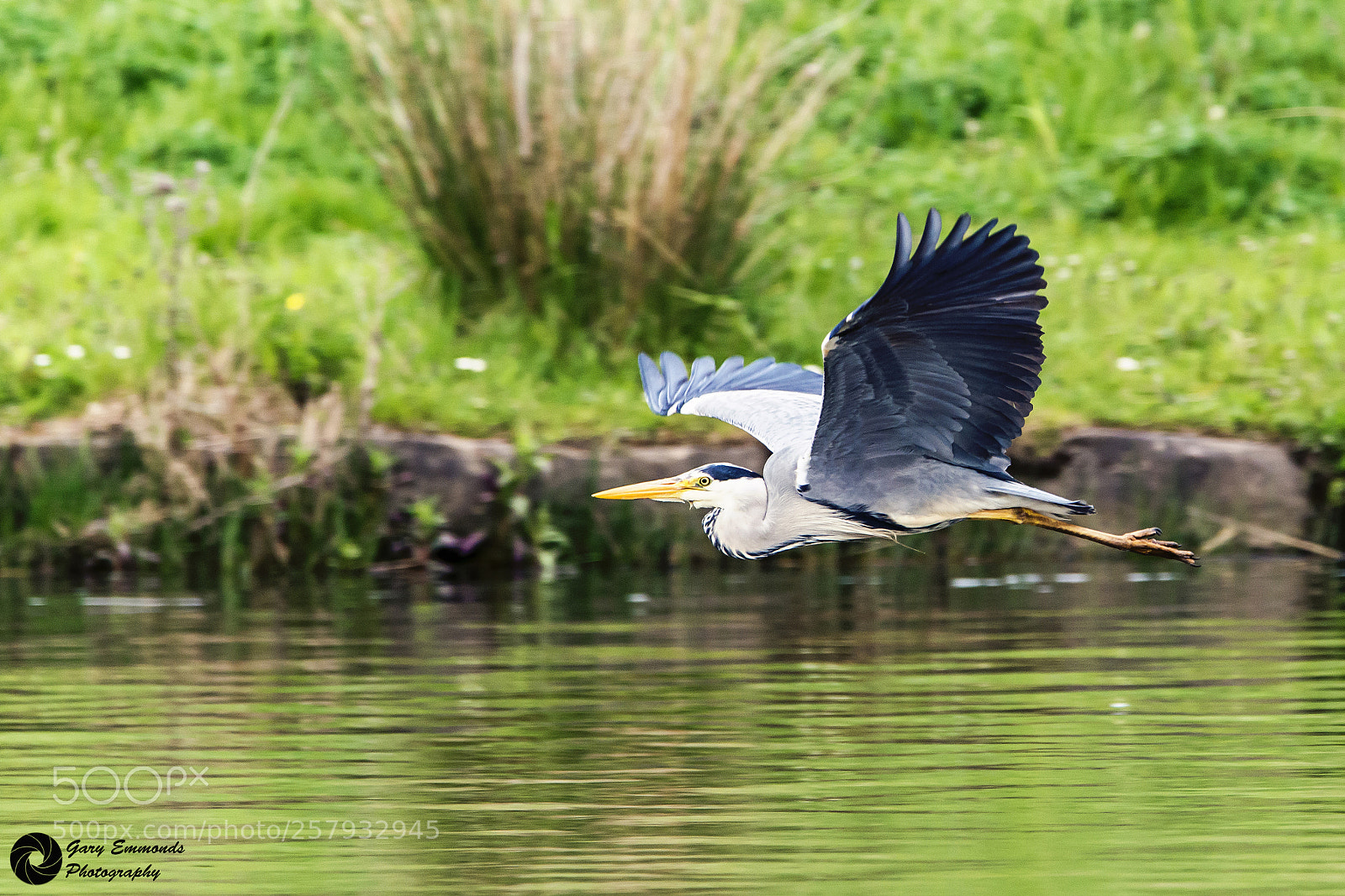 Nikon D800 sample photo. Heron in flight photography