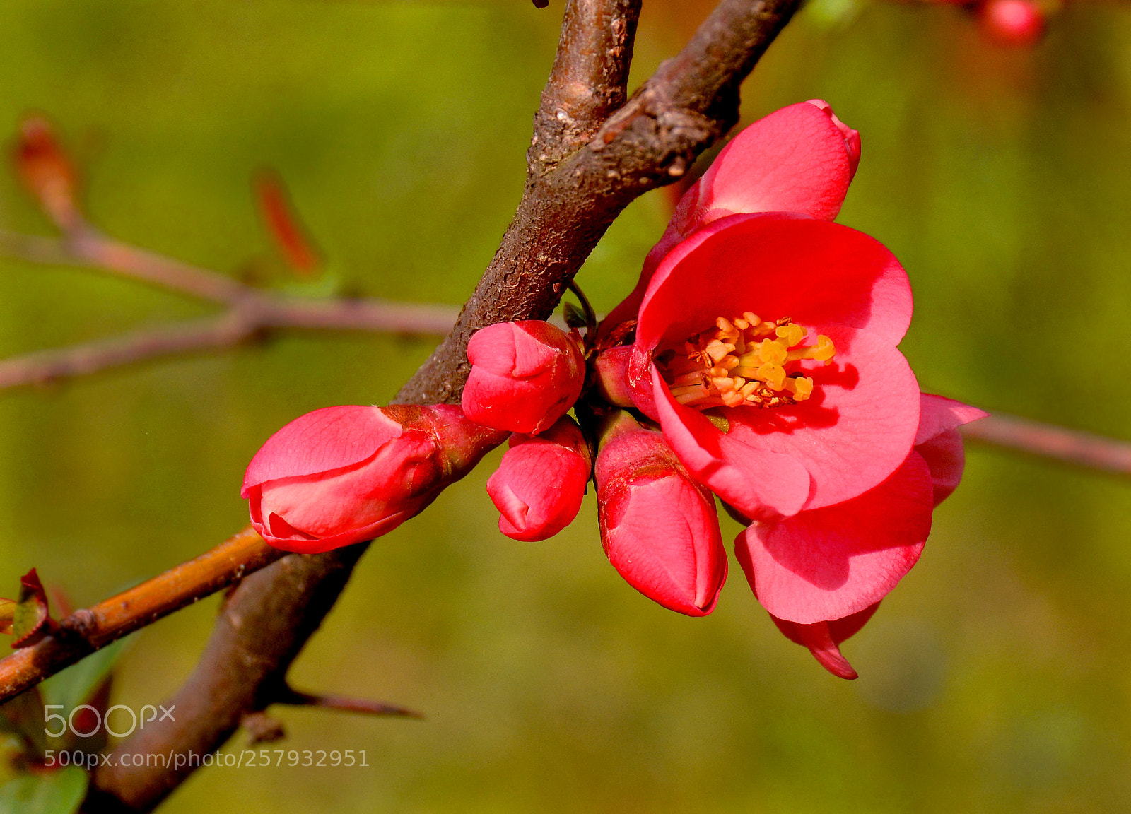 Nikon D5200 sample photo. Flowers in nature photography