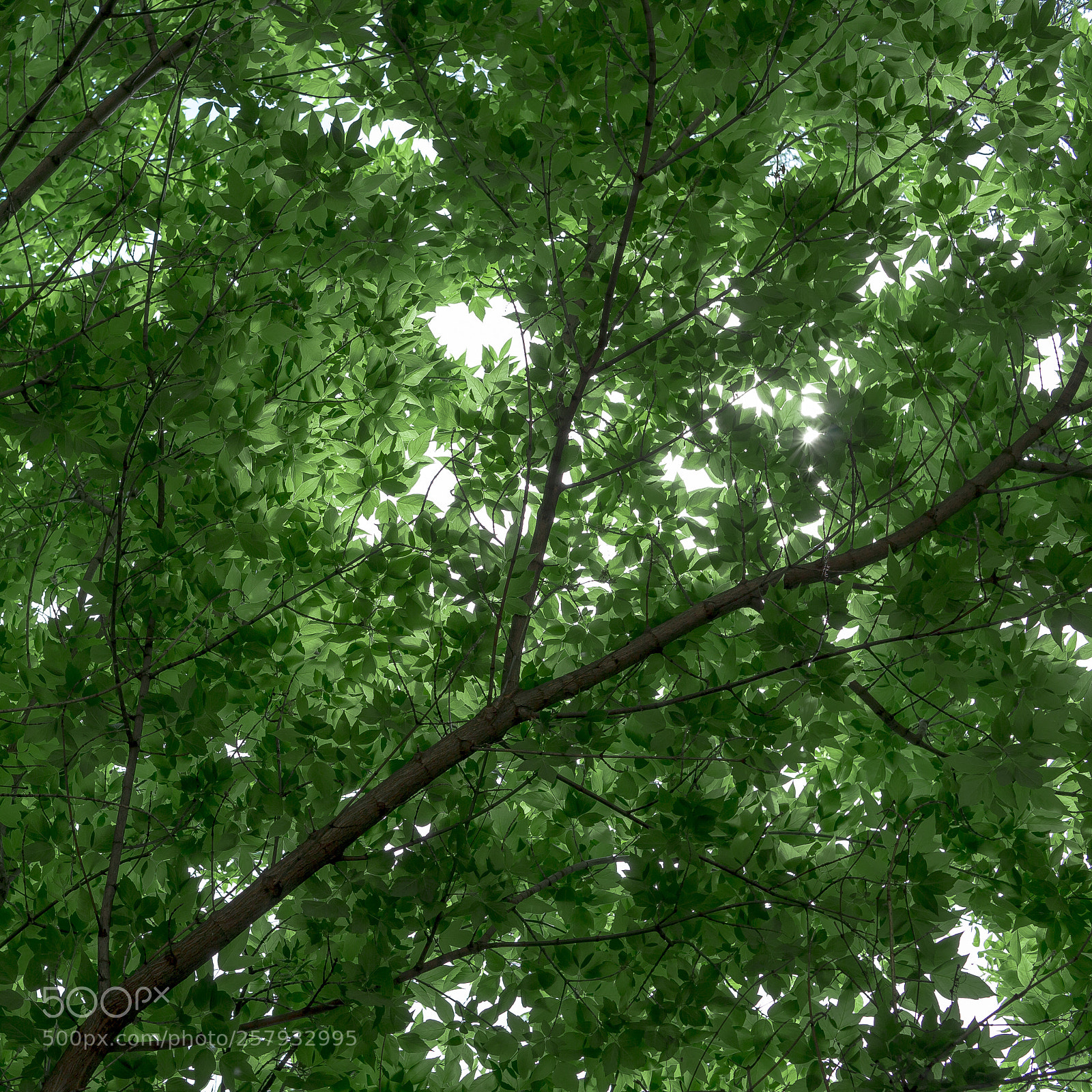 Canon EOS 6D sample photo. Leaves photography