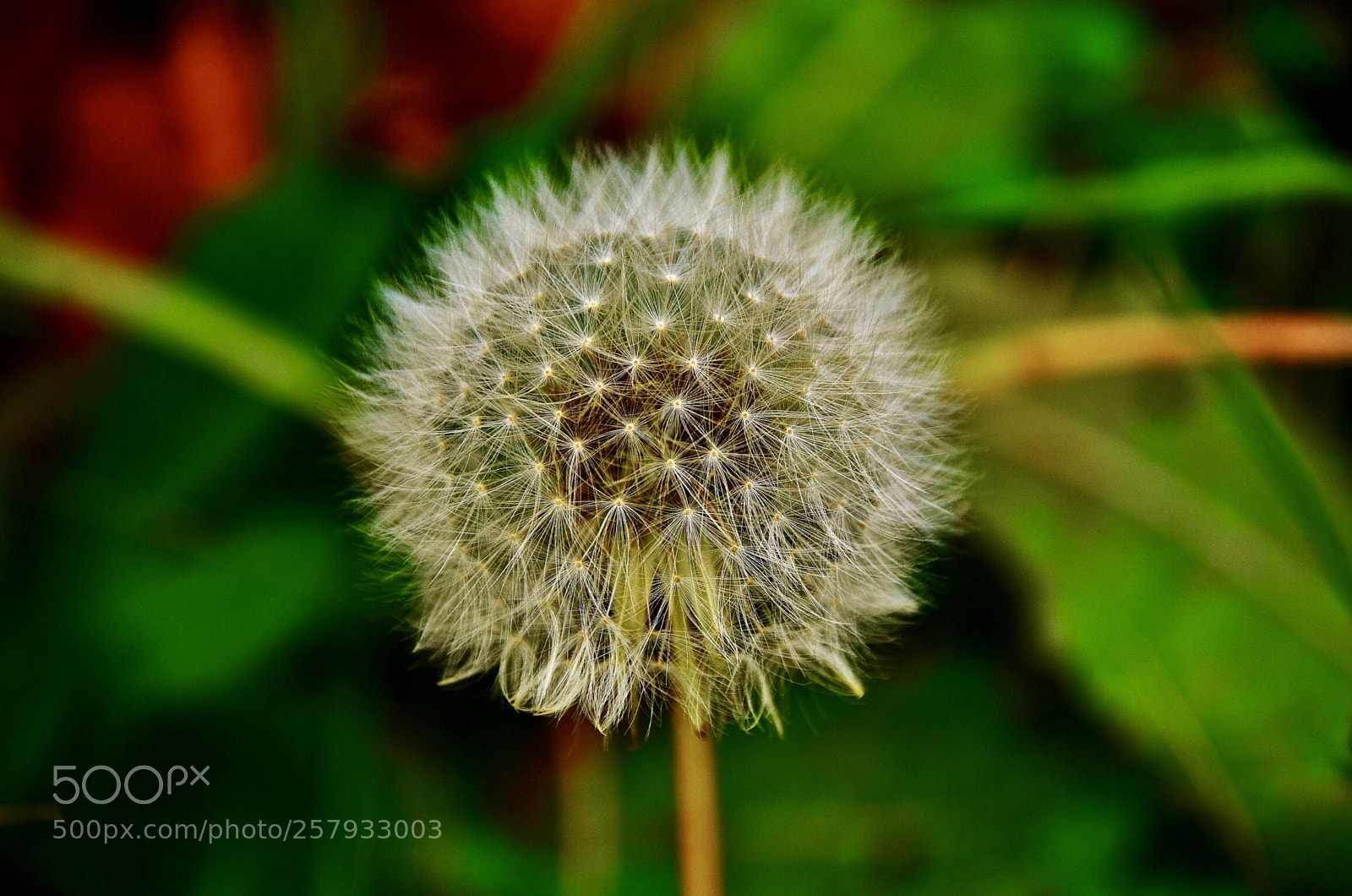 Nikon D7000 sample photo. Mcr photography