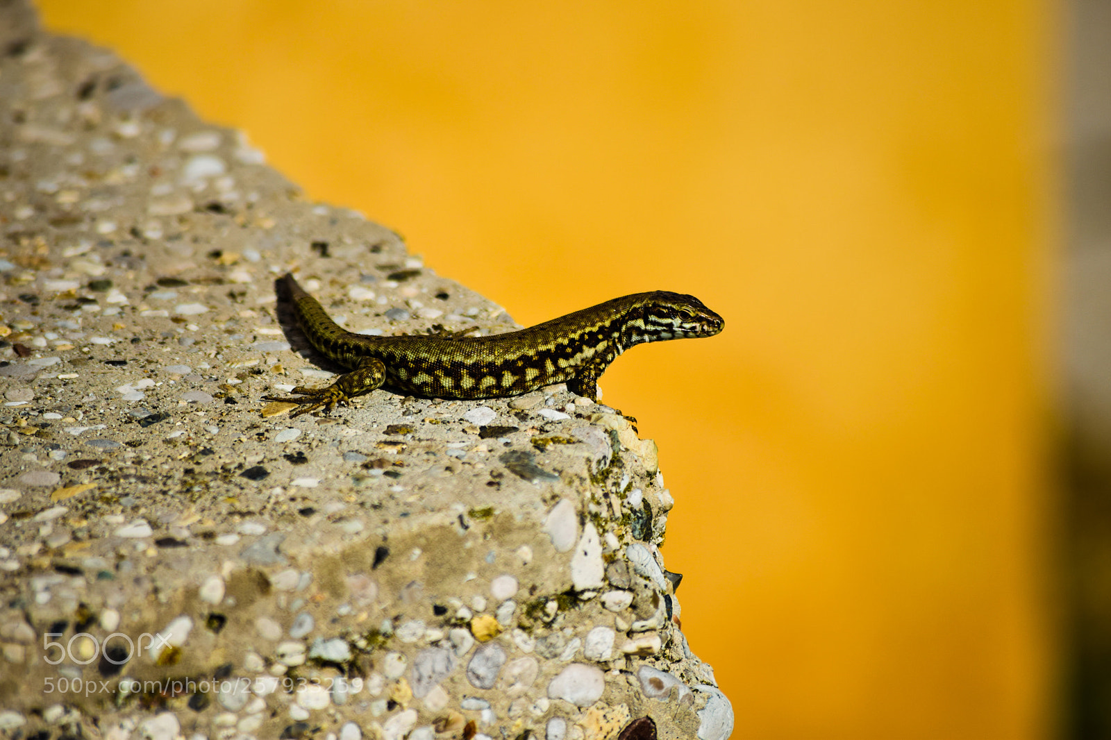 Nikon D3300 sample photo. Lizard in the color photography