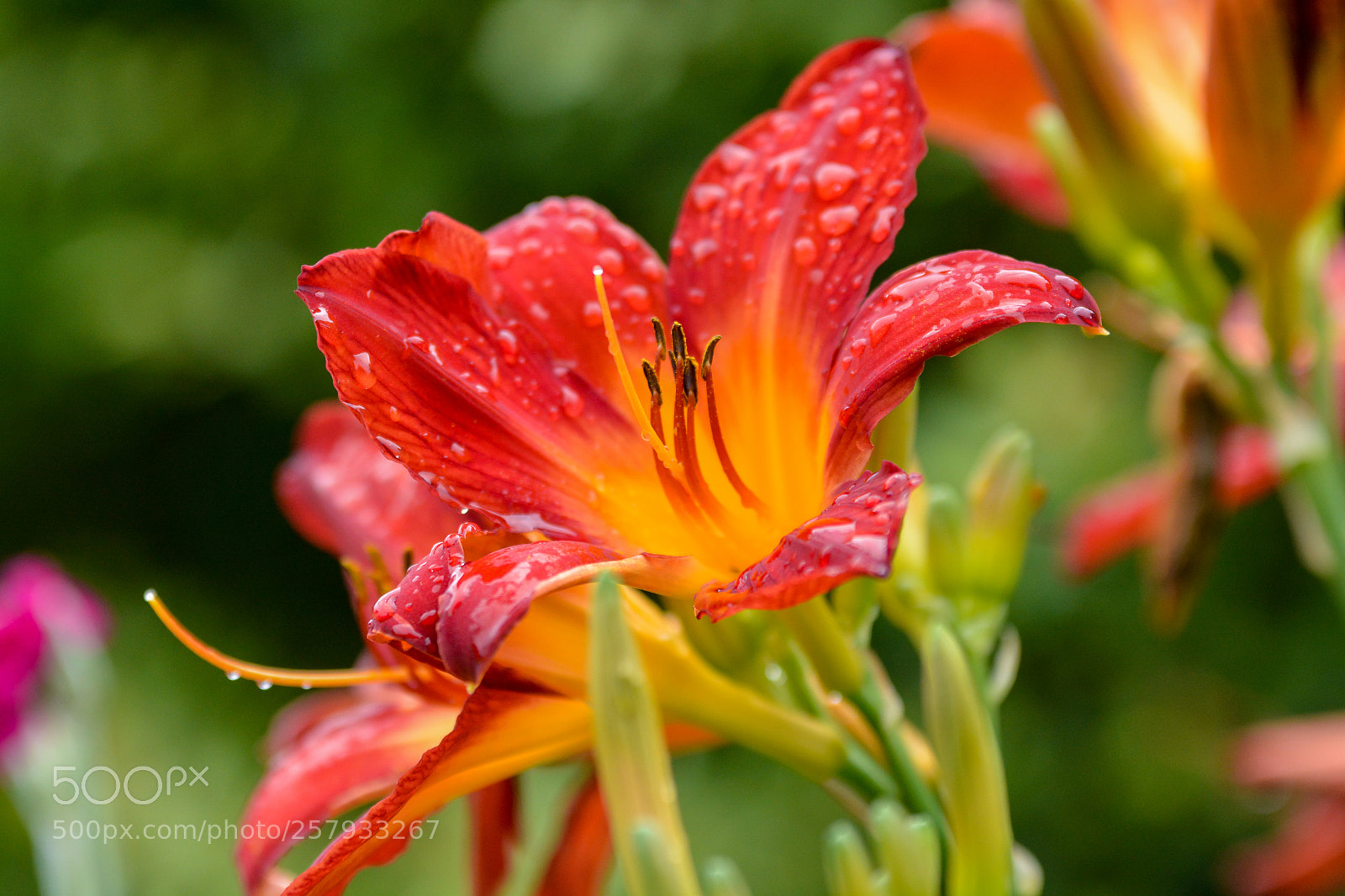 Nikon D7100 sample photo. Kwiaty photography