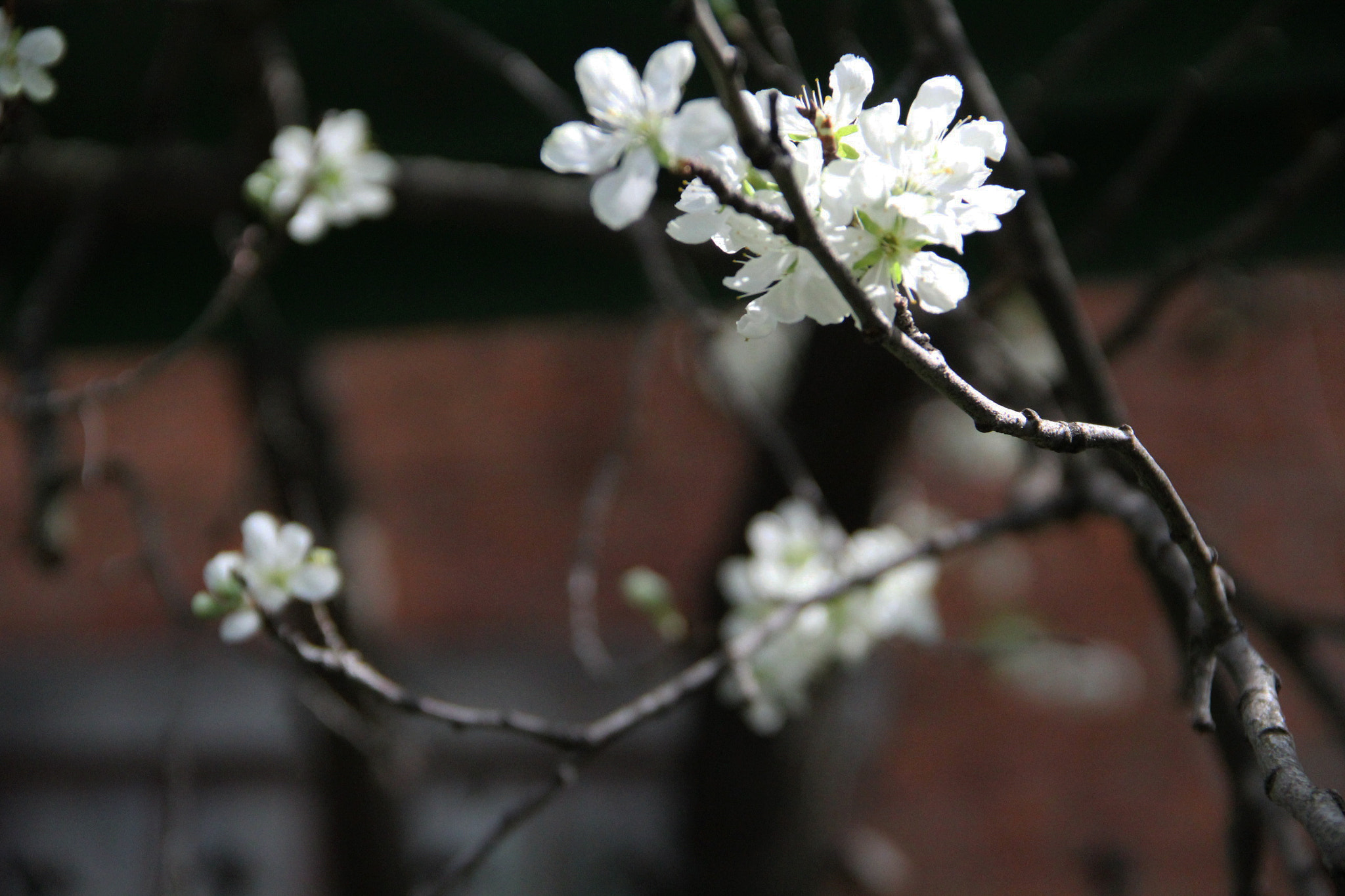 Canon EF-S 18-135mm F3.5-5.6 IS sample photo. Delicate flower photography