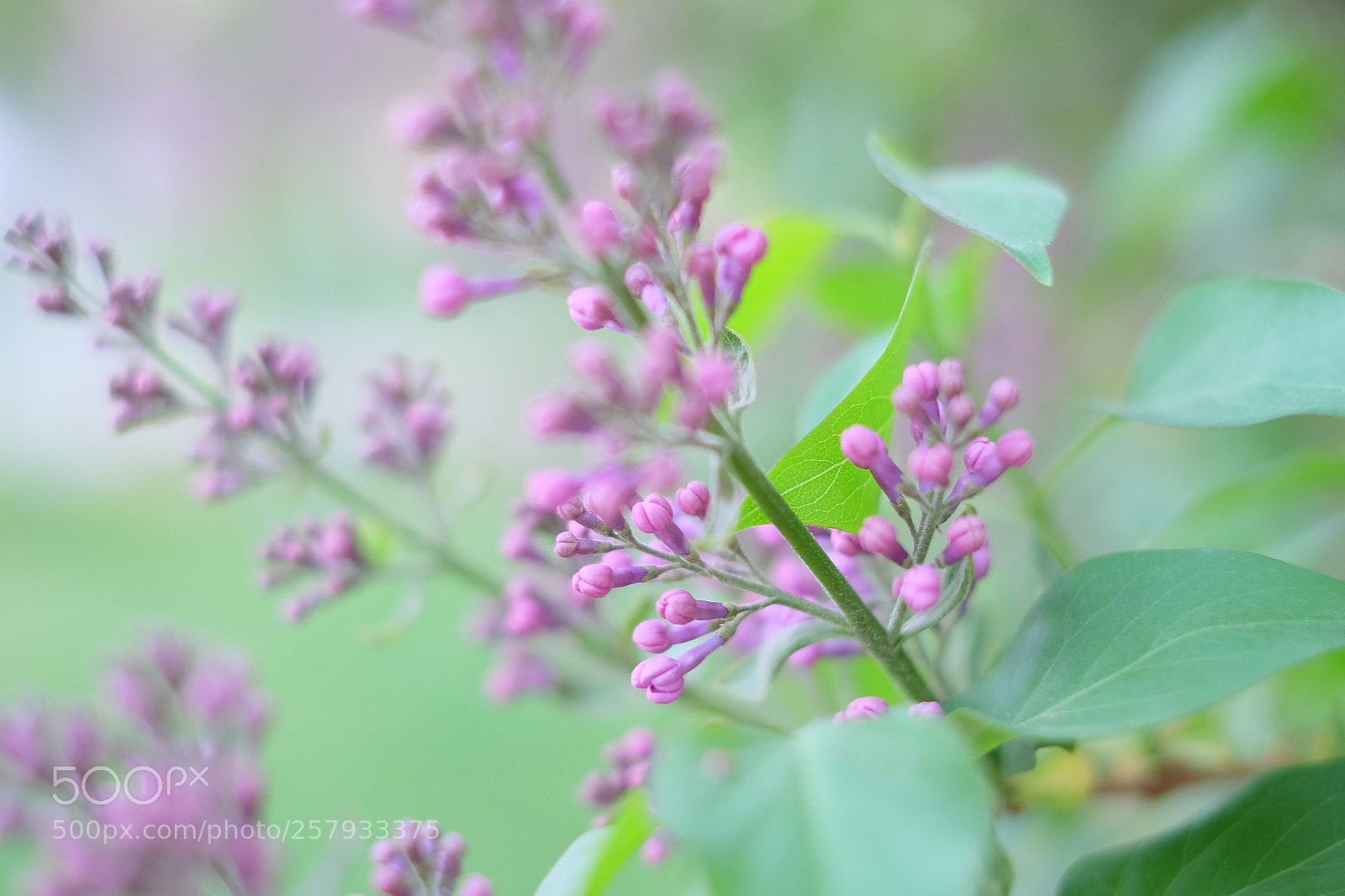 Fujifilm X-T10 sample photo. Lilac on the verge photography