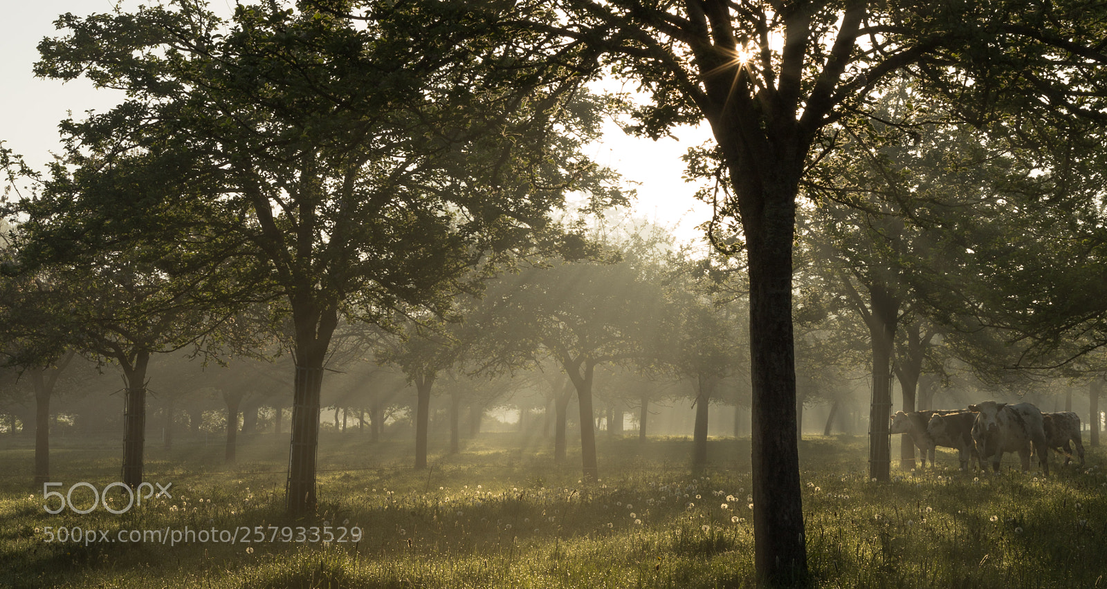 Canon EOS 6D sample photo. Au verger photography