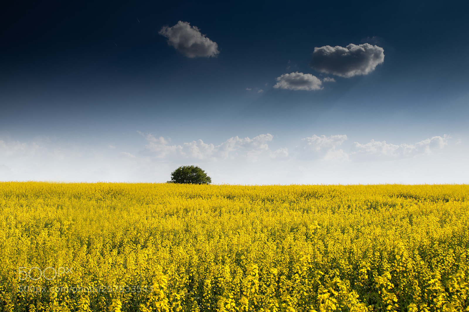 Canon EOS 80D sample photo. Rape field photography