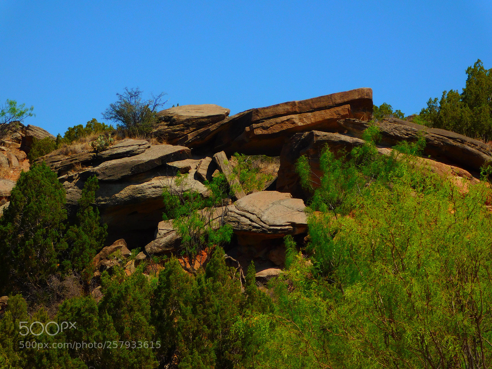 Nikon Coolpix B500 sample photo. Natures perfect gift photography