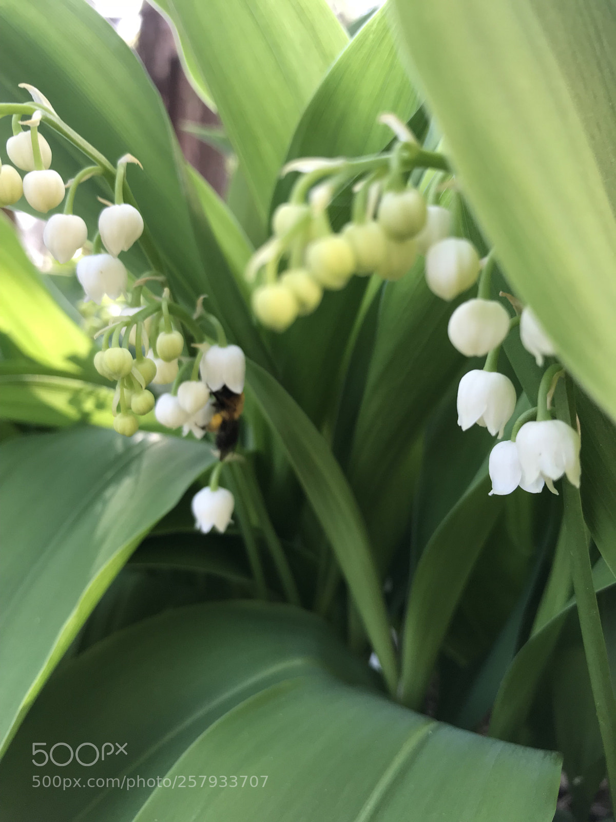 Apple iPhone 7 sample photo. Lily of the valley photography