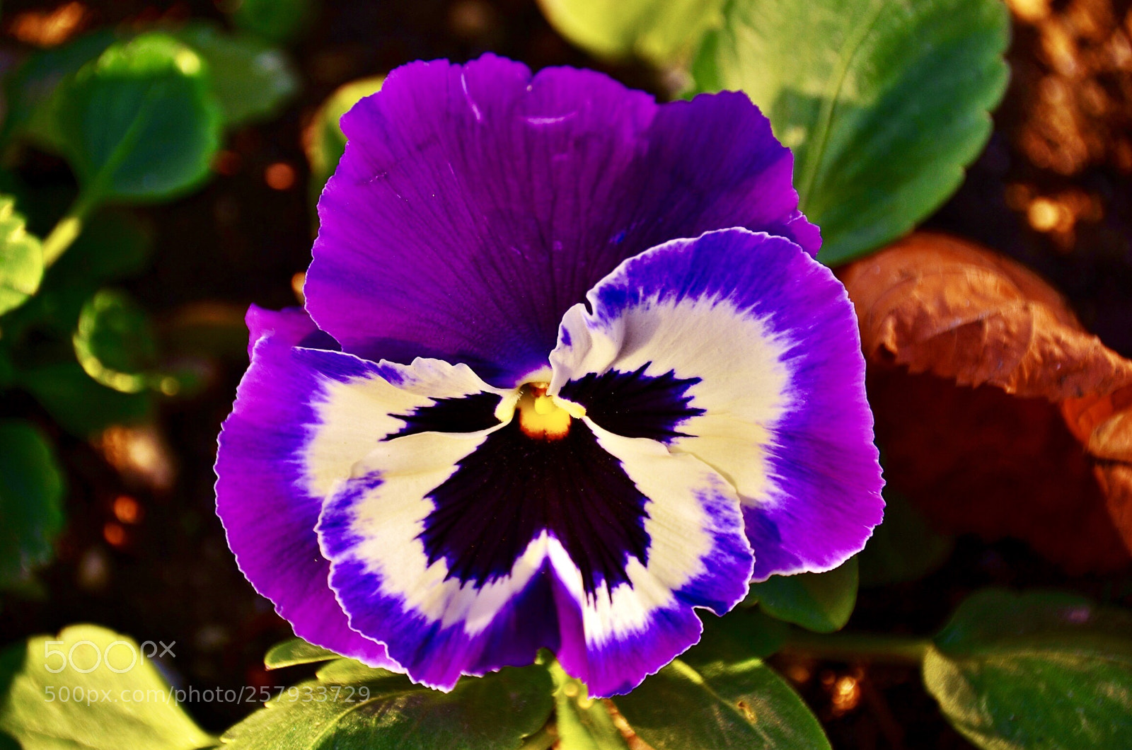 Nikon D7000 sample photo. Viola tricolor photography