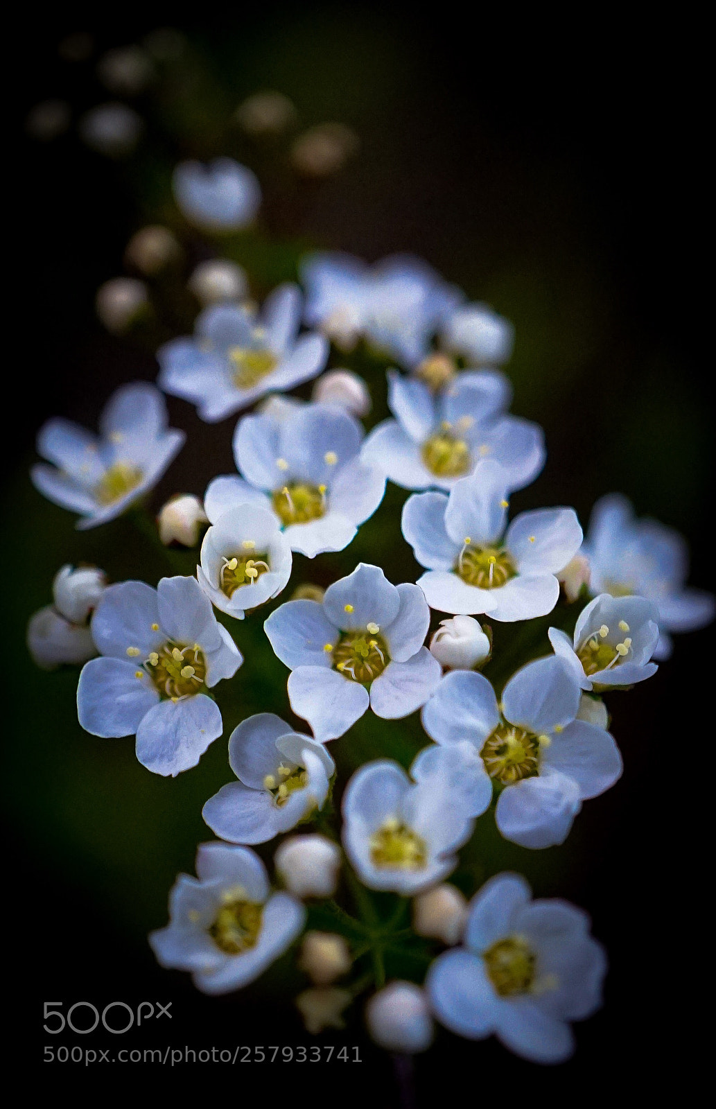 Sony a7 II sample photo. In the garden 4 photography