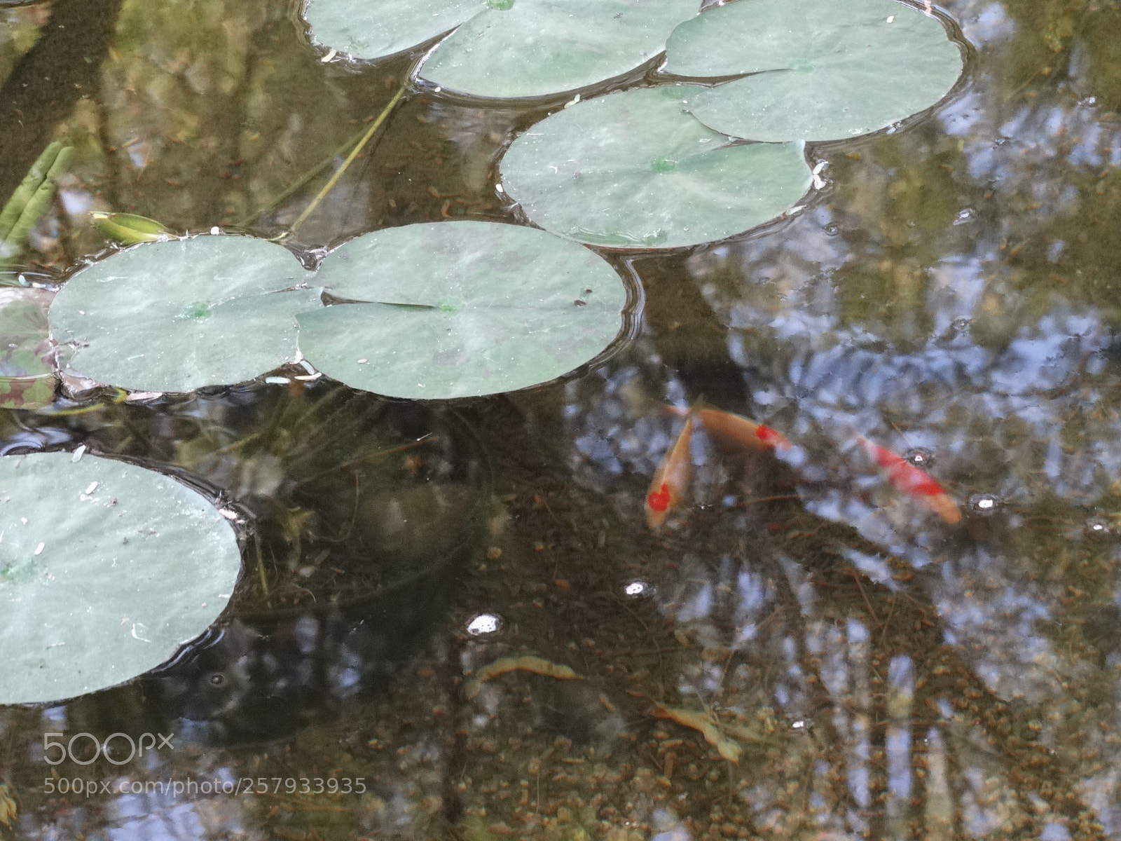 Sony Cyber-shot DSC-HX300 sample photo. Dsc photography