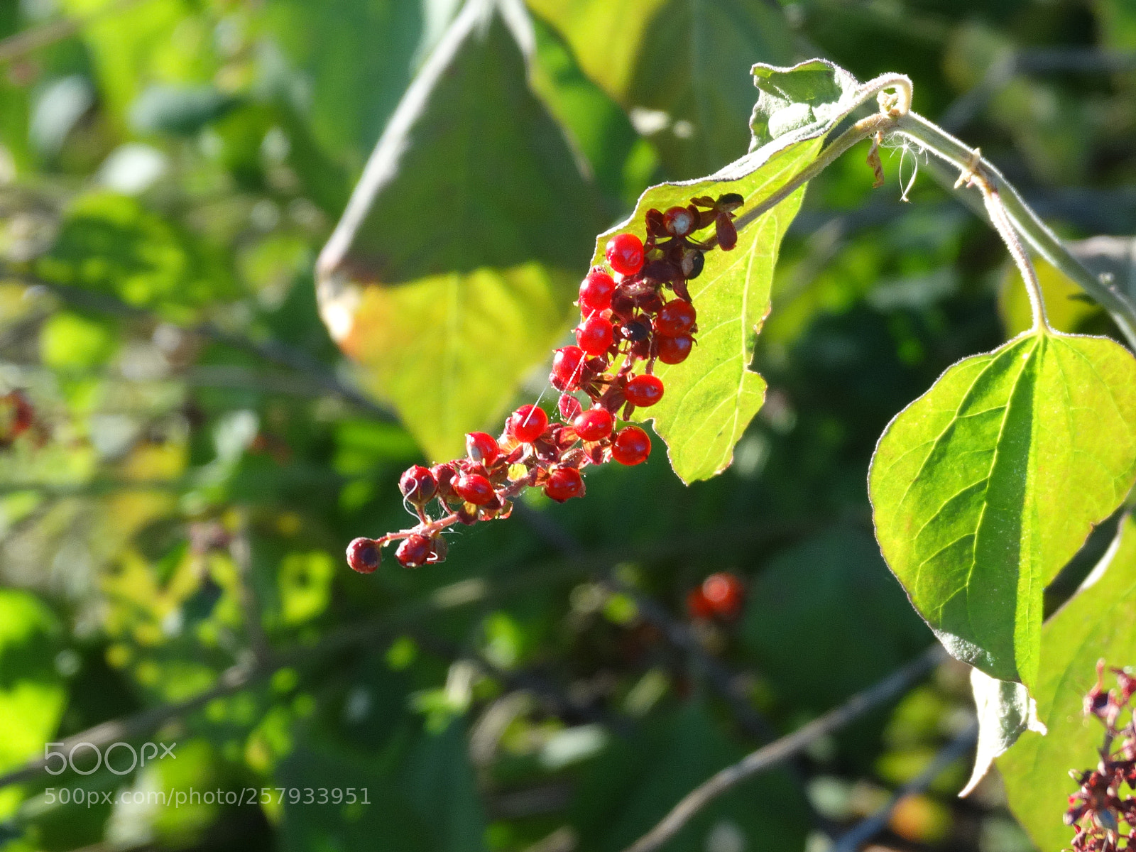Sony Cyber-shot DSC-HX300 sample photo. Dsc photography