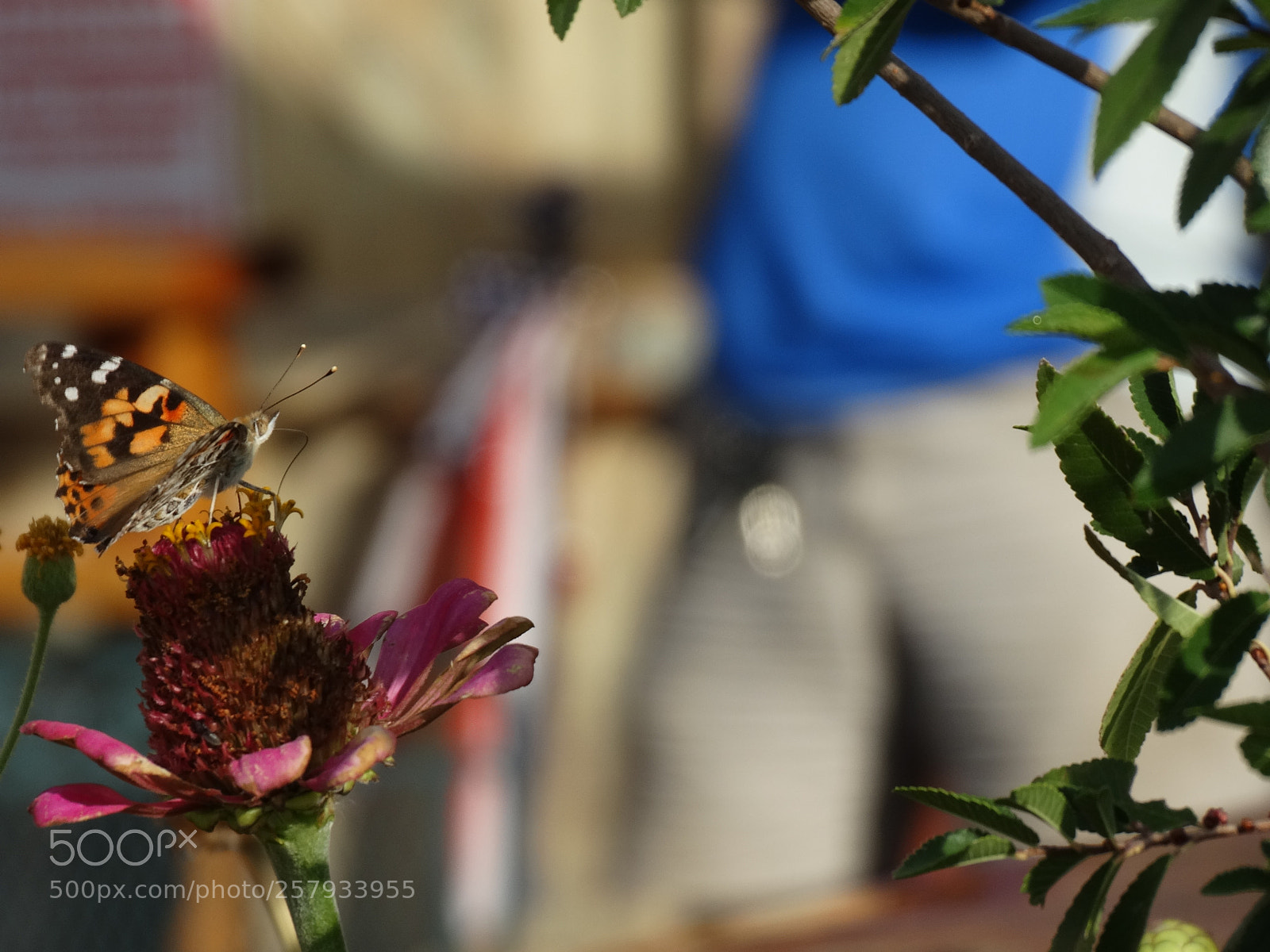 Sony Cyber-shot DSC-HX300 sample photo. Dsc photography