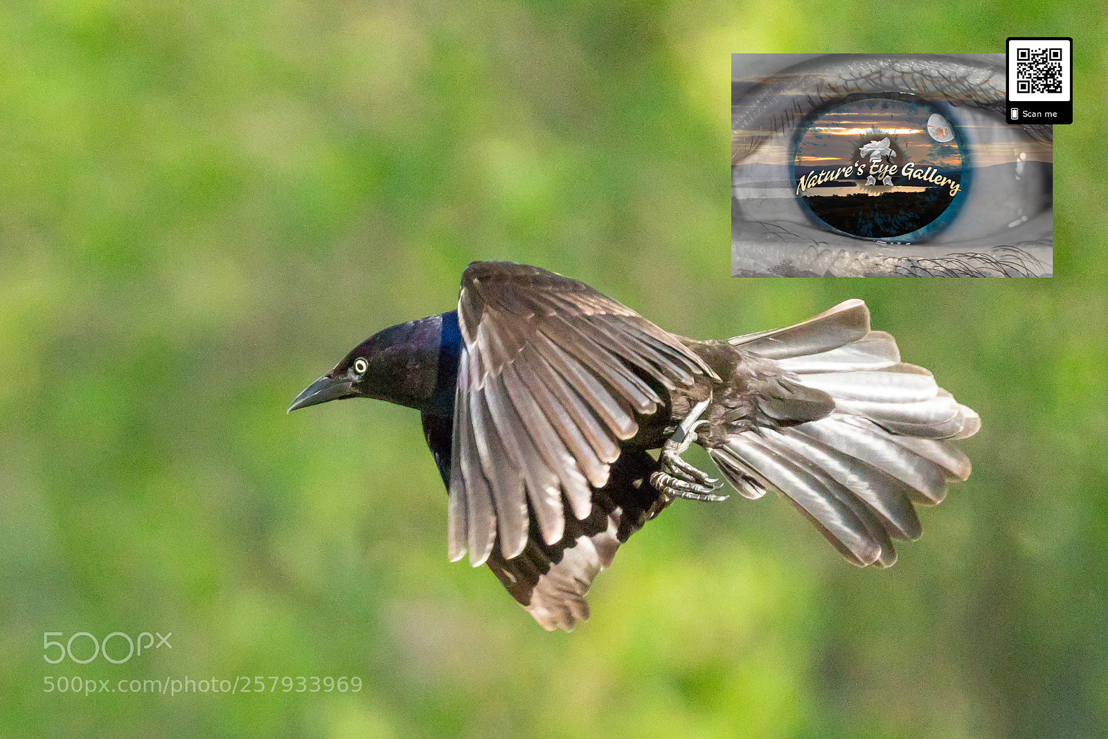 Canon EOS 5D Mark IV sample photo. Blackbird fly photography