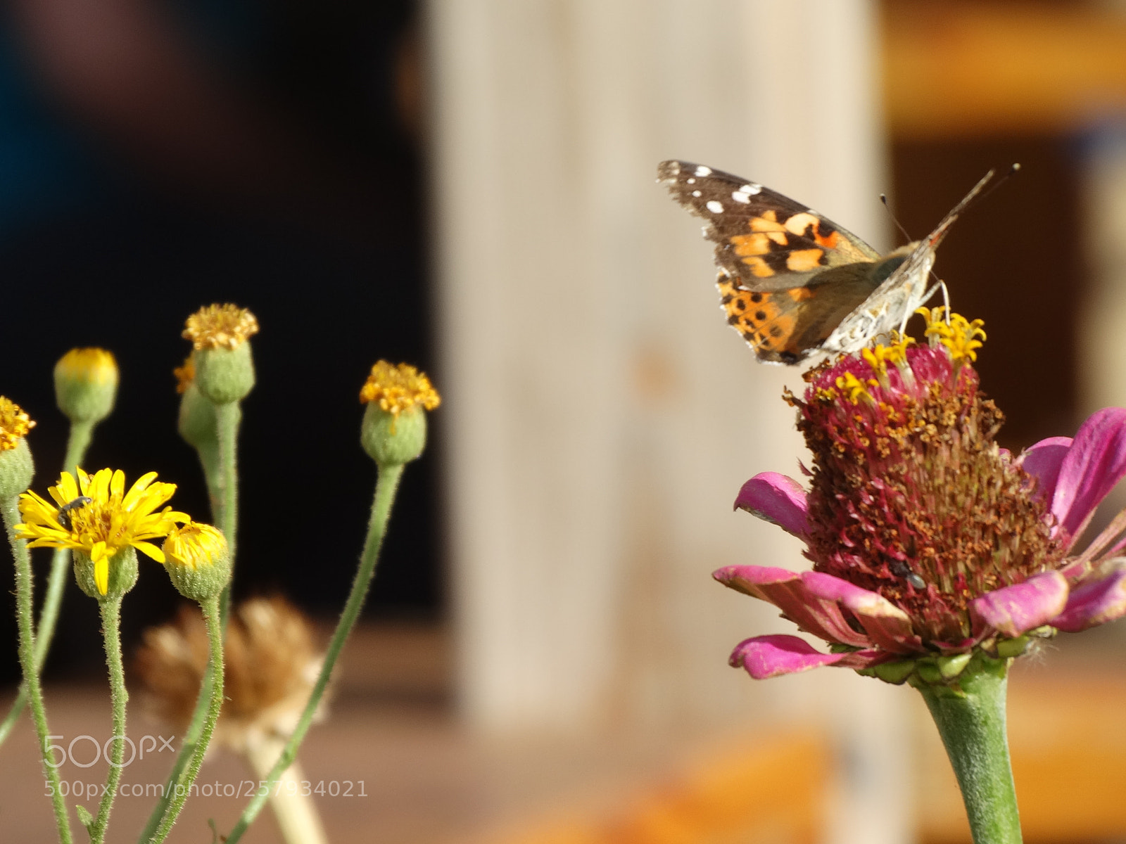 Sony Cyber-shot DSC-HX300 sample photo. Dsc photography
