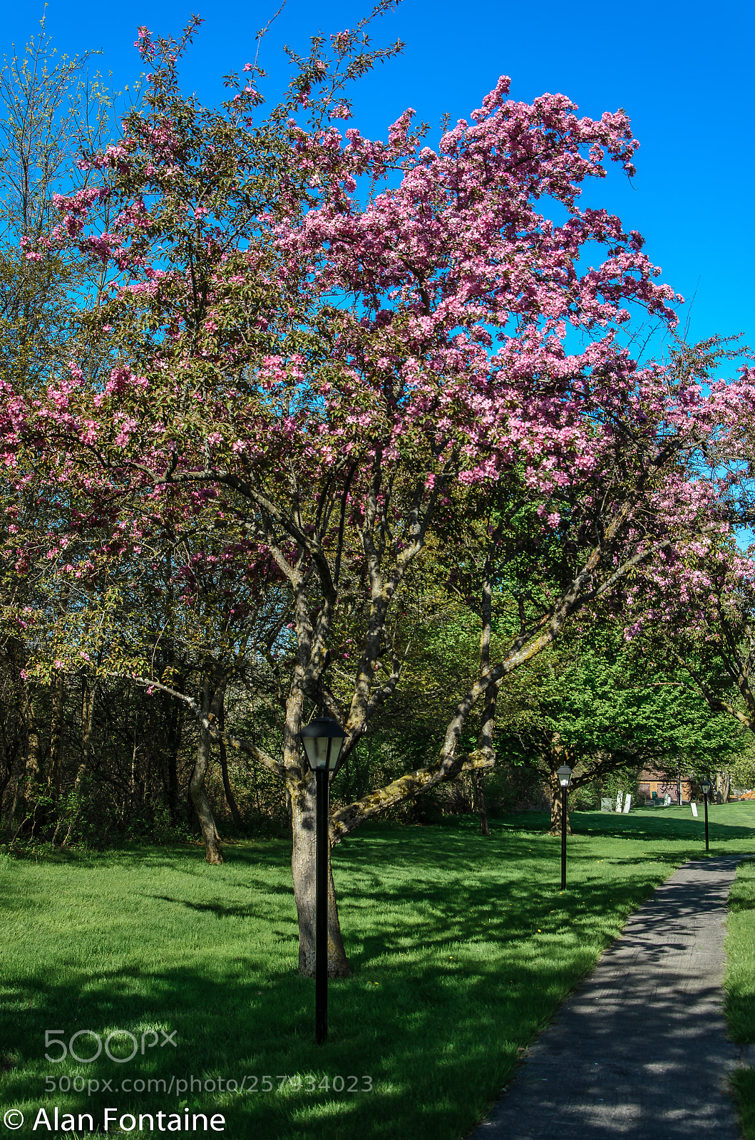Nikon D7000 sample photo. Neighborhood trees photography