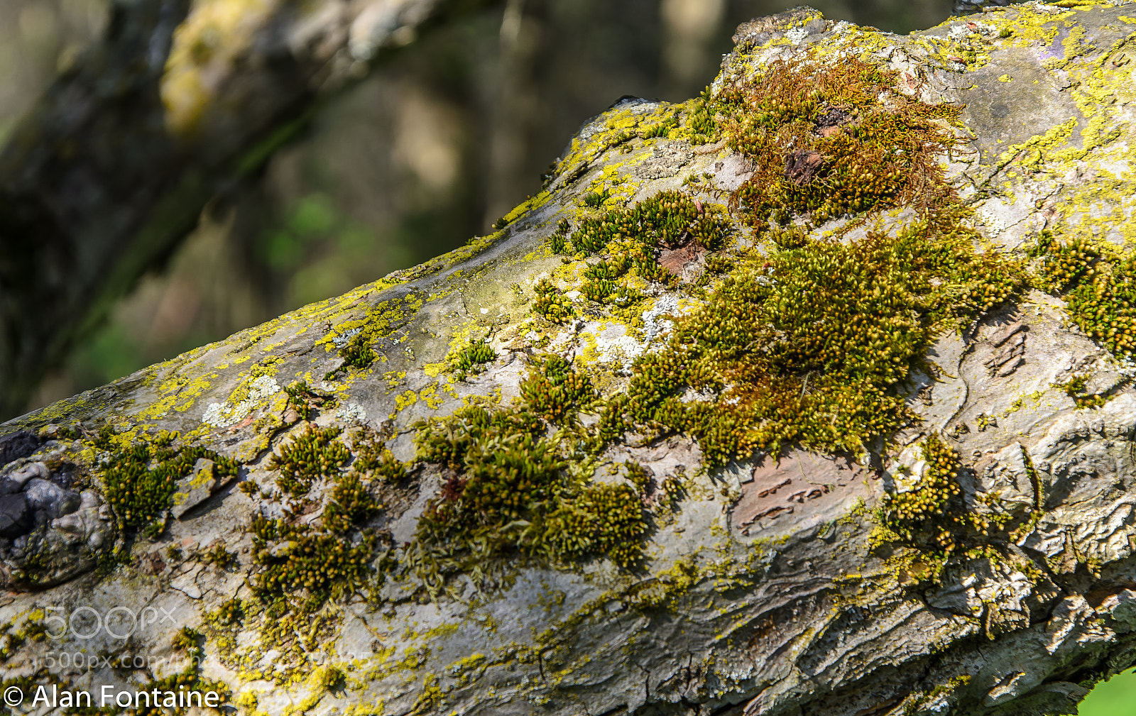 Nikon D7000 sample photo. Tree branch and moss photography