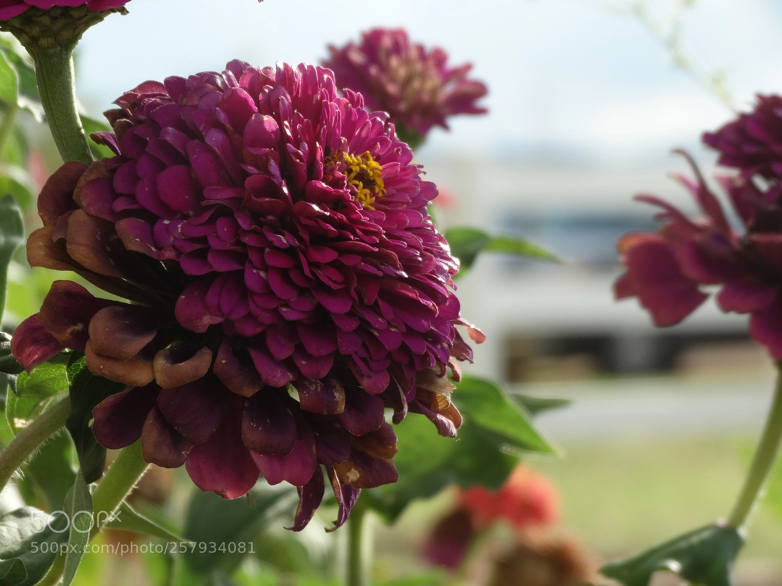 Sony Cyber-shot DSC-HX300 sample photo. Dsc photography