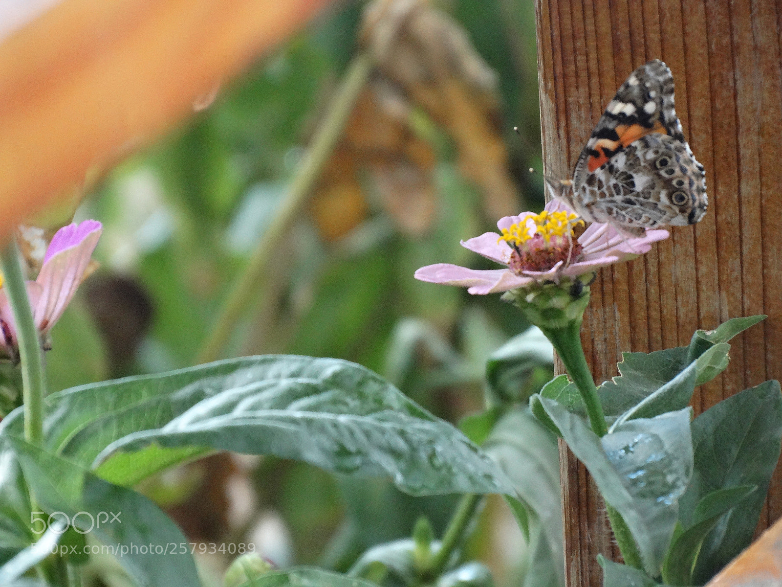 Sony Cyber-shot DSC-HX300 sample photo. Dsc photography