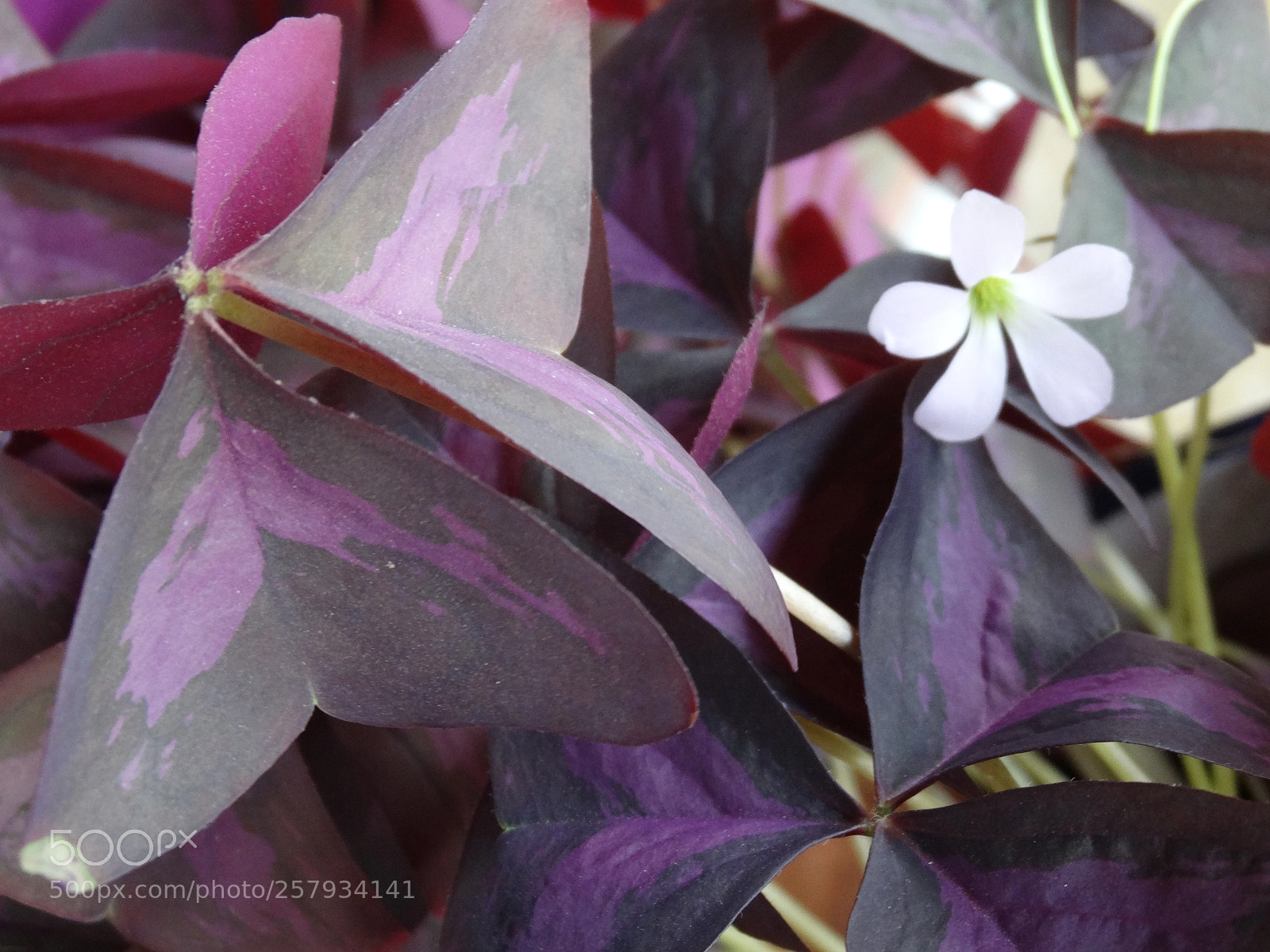 Sony Cyber-shot DSC-HX300 sample photo. Dsc photography