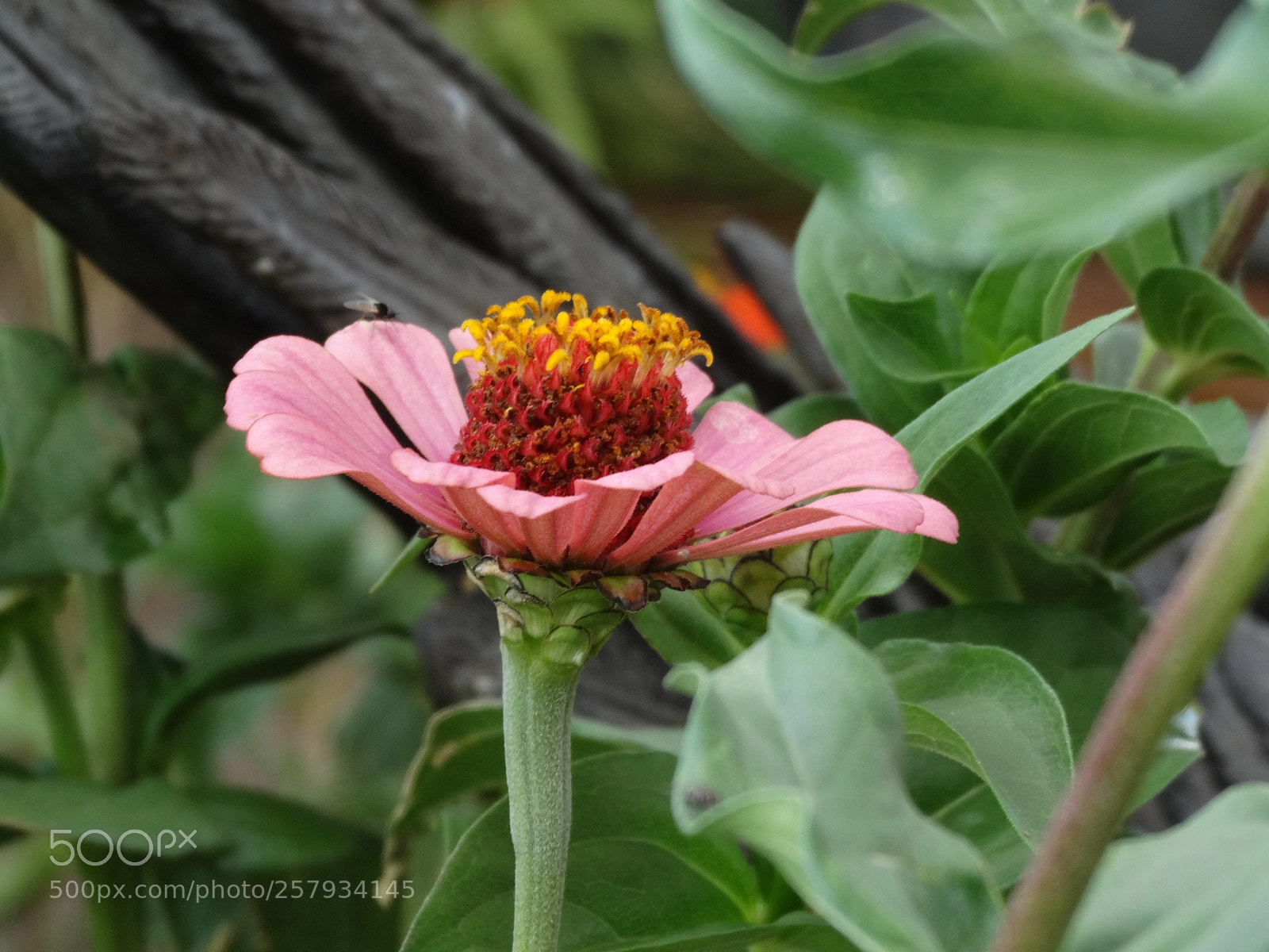 Sony Cyber-shot DSC-HX300 sample photo. Dsc photography