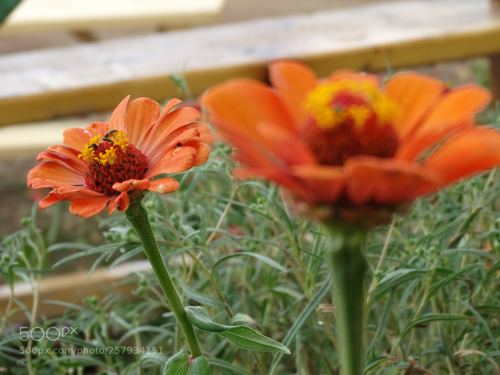 Sony Cyber-shot DSC-HX300 sample photo. Dsc photography