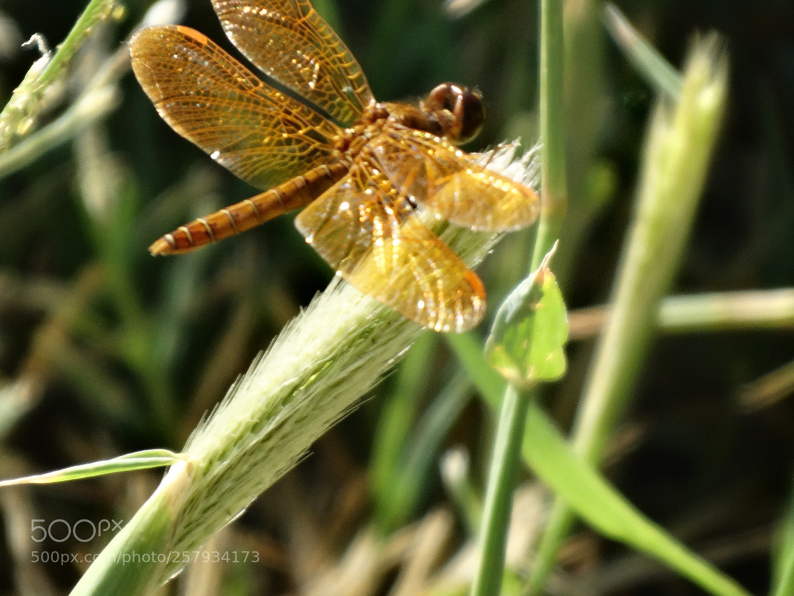 Sony Cyber-shot DSC-HX300 sample photo. Dsc photography