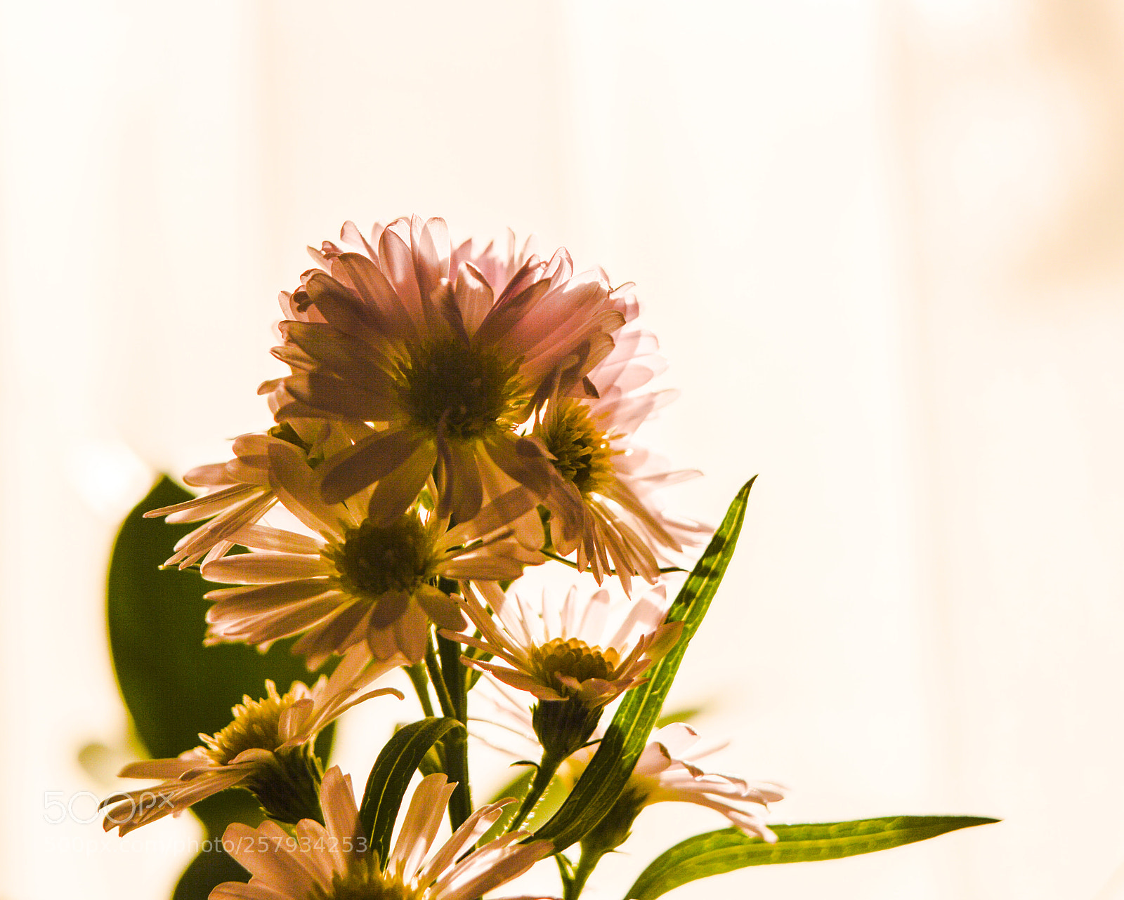 Nikon D3200 sample photo. Asters photography