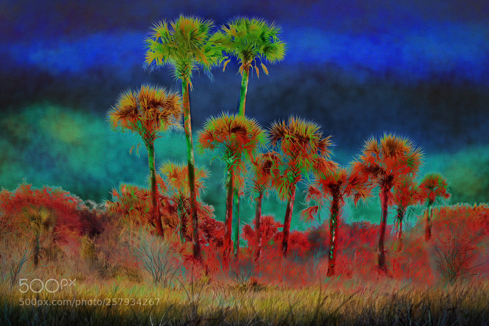Canon EOS 7D Mark II sample photo. Prairie palms in color photography