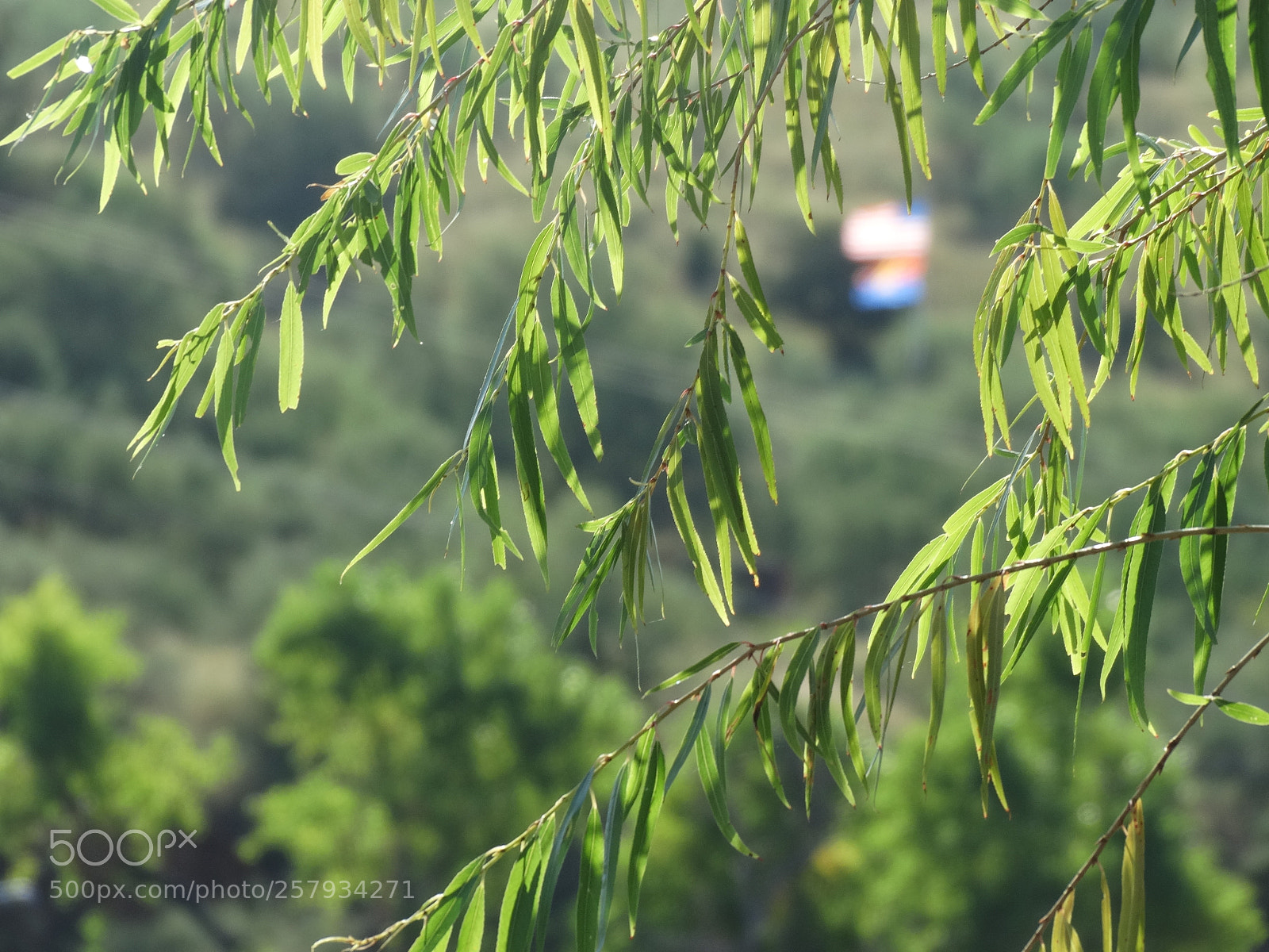 Sony Cyber-shot DSC-HX300 sample photo. Dsc photography