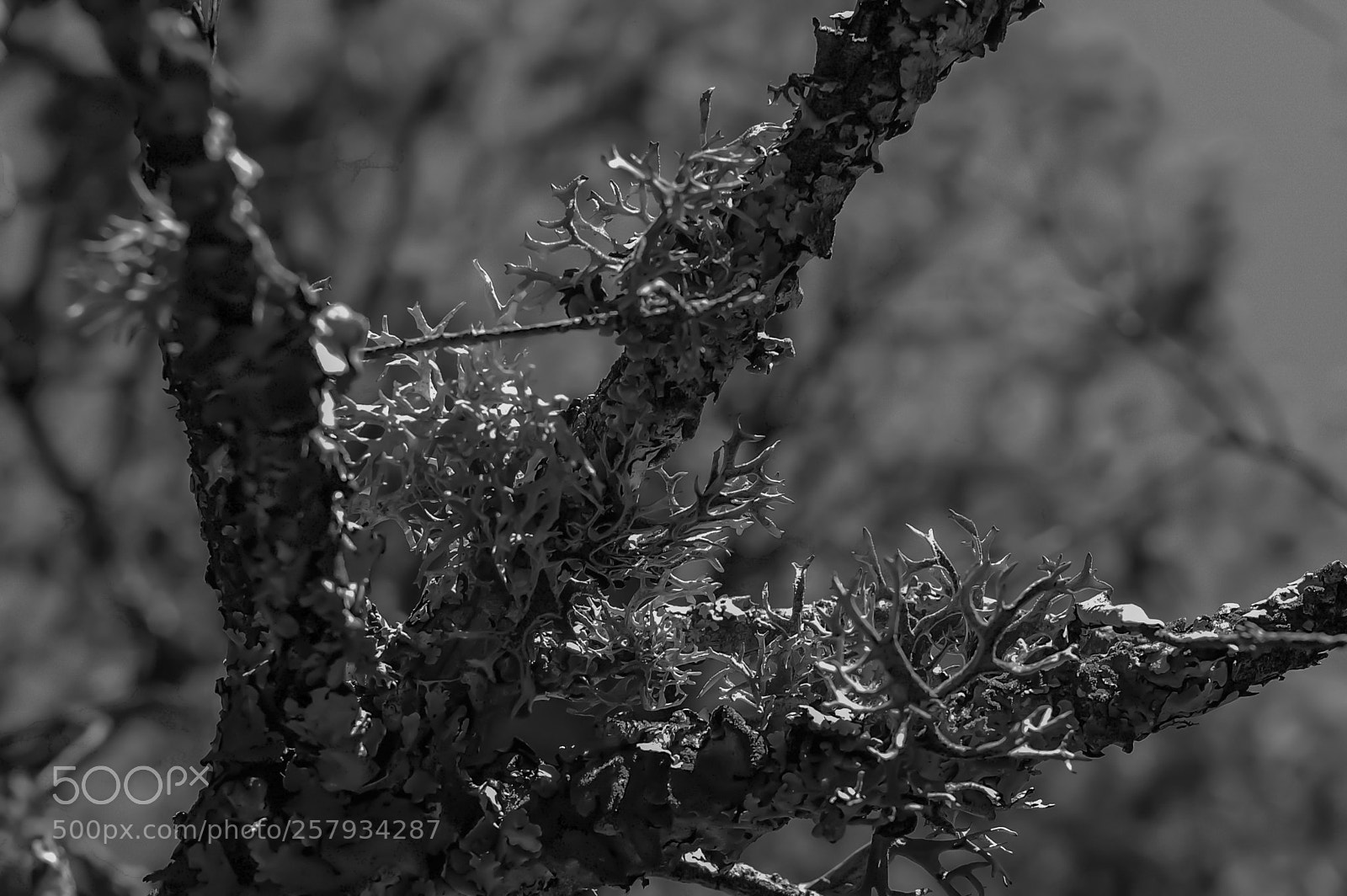 Nikon D50 sample photo. B&w tree photography