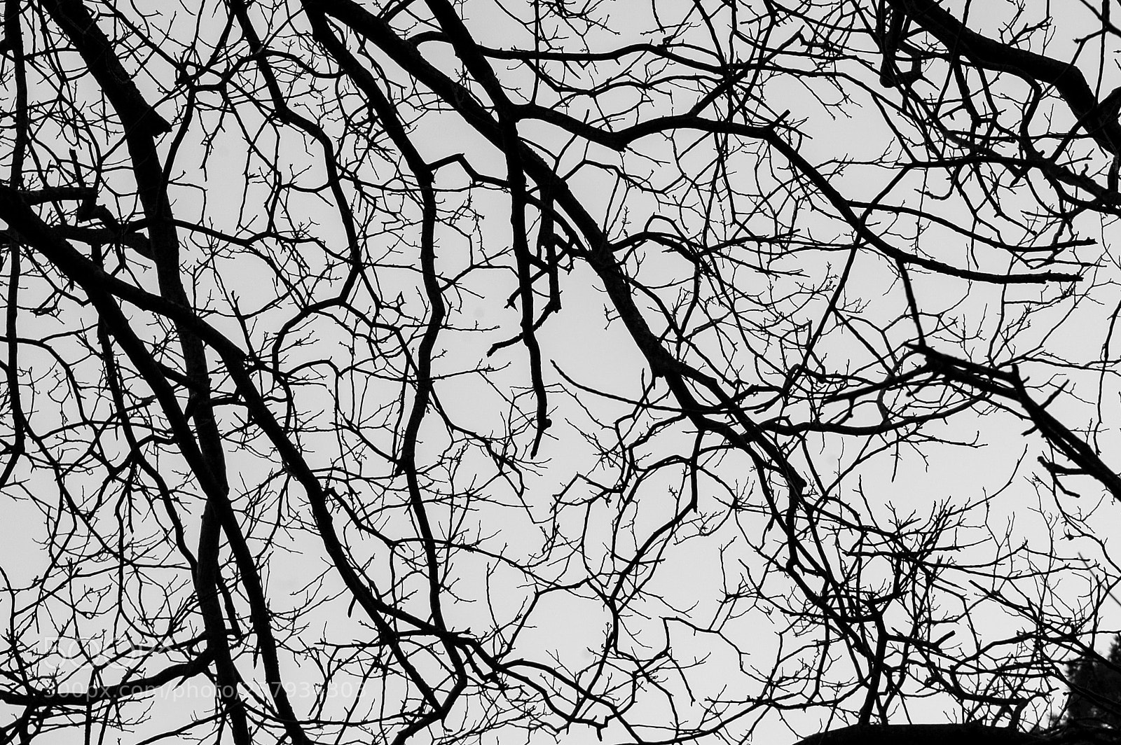 Nikon D50 sample photo. B&w branches photography