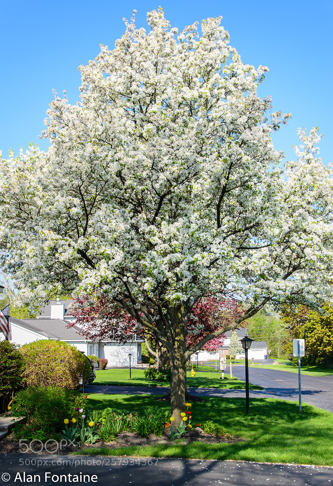 Nikon D7000 sample photo. Neighborhood trees photography