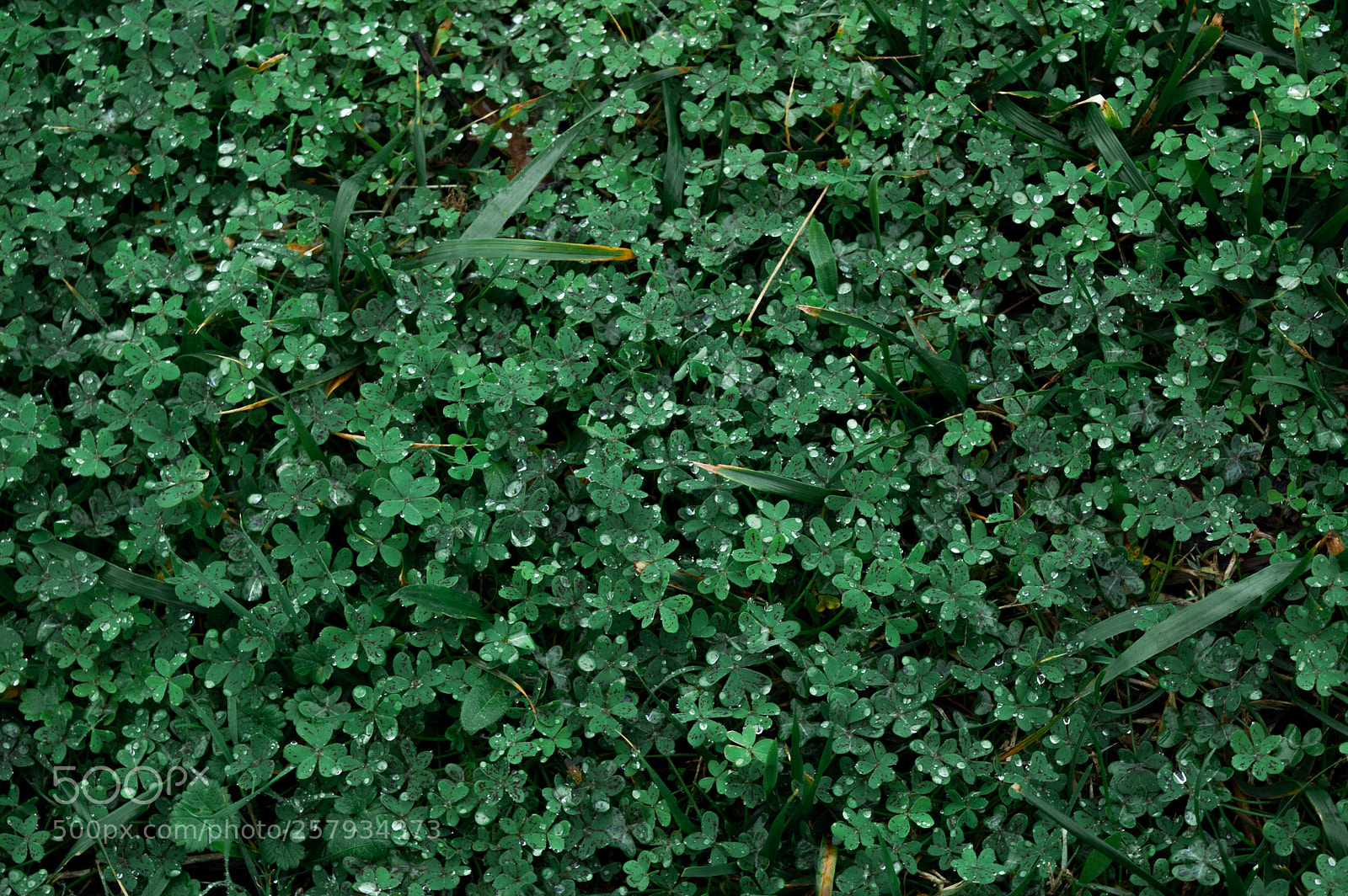 Nikon D50 sample photo. Green clovers photography