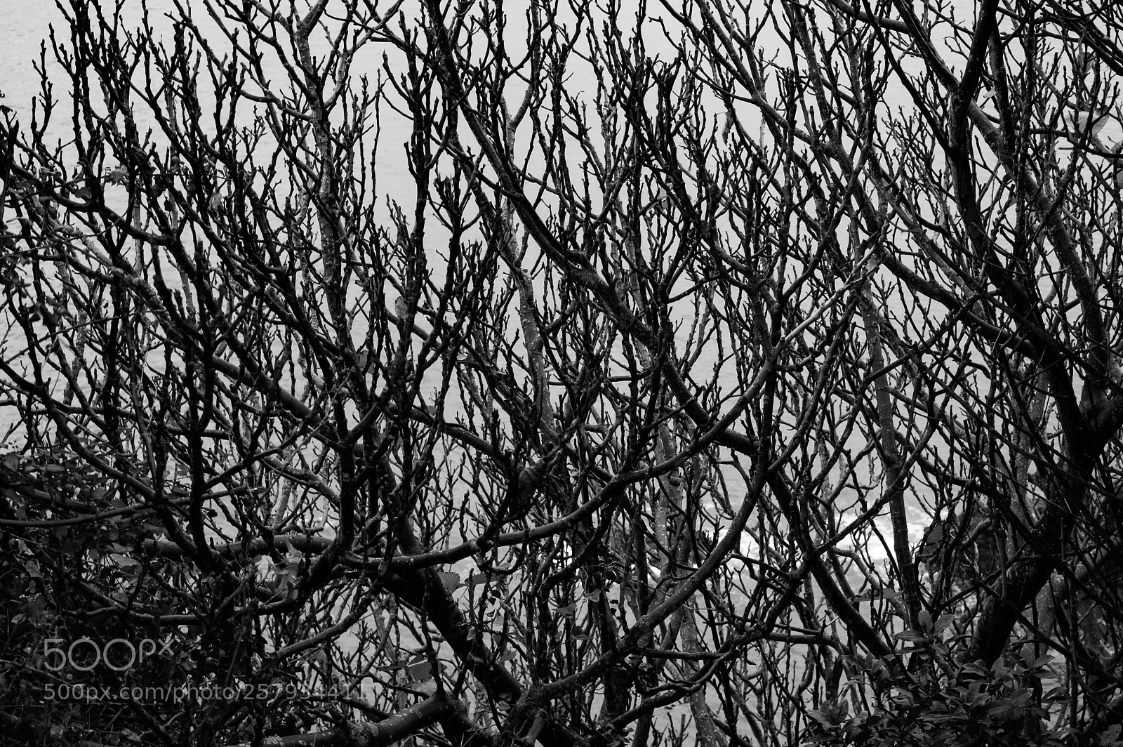 Nikon D50 sample photo. Branches in candás photography
