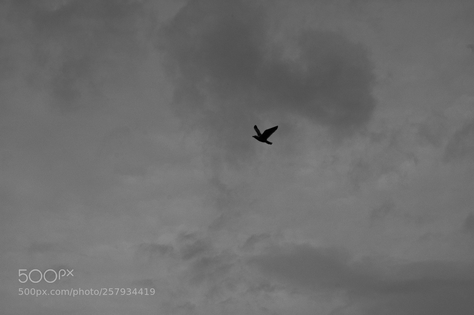 Nikon D50 sample photo. B&w seagull photography
