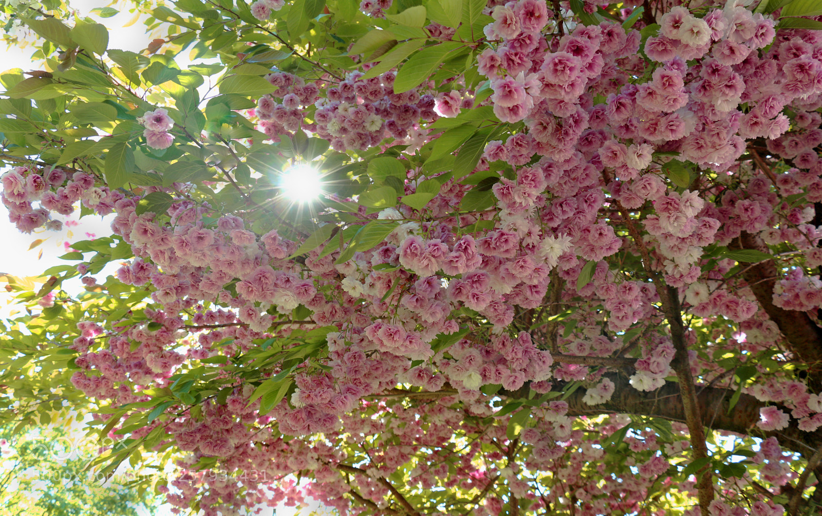 Canon EOS 70D sample photo. Untitled photography