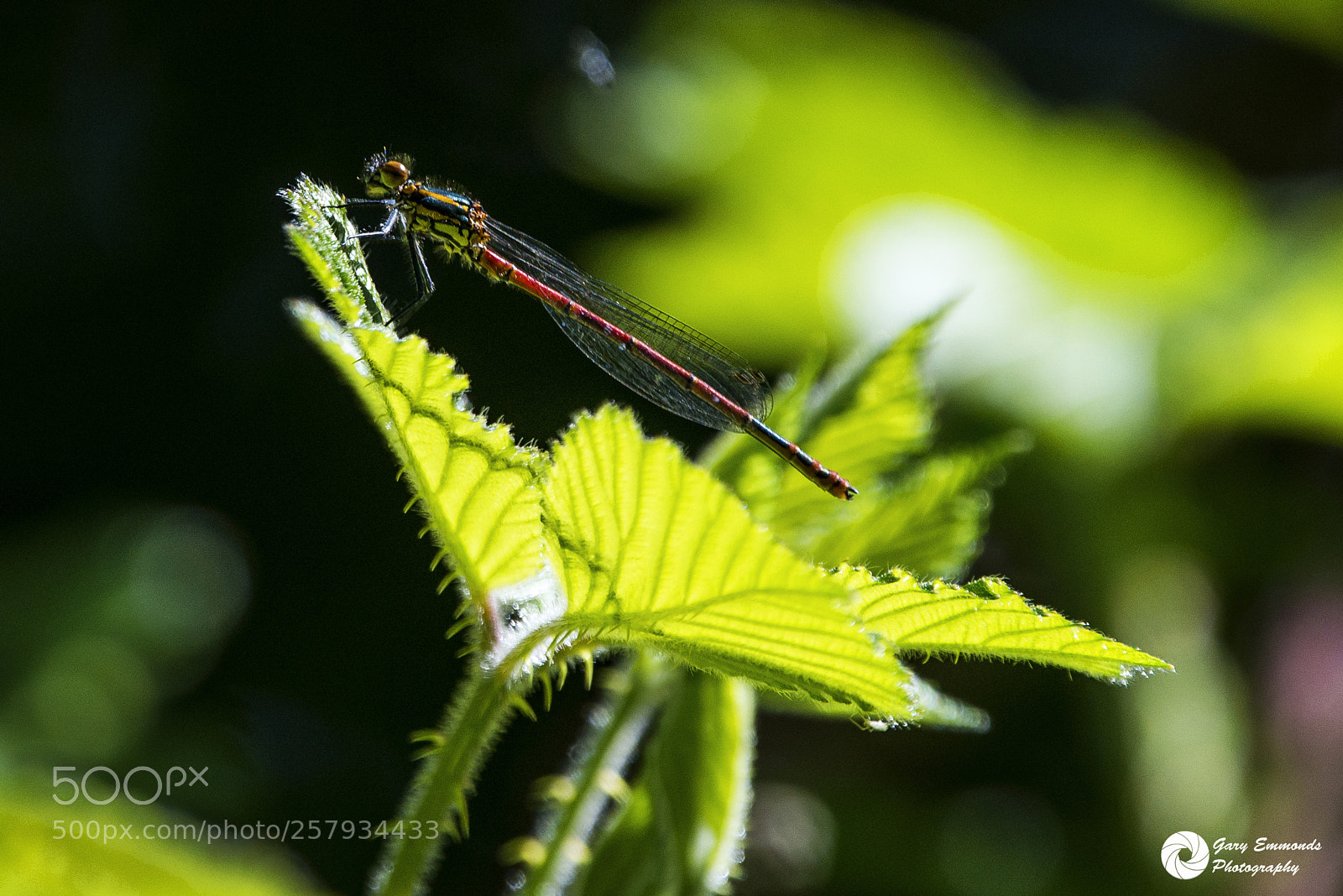 Nikon D800 sample photo. Dragonfly at rest photography