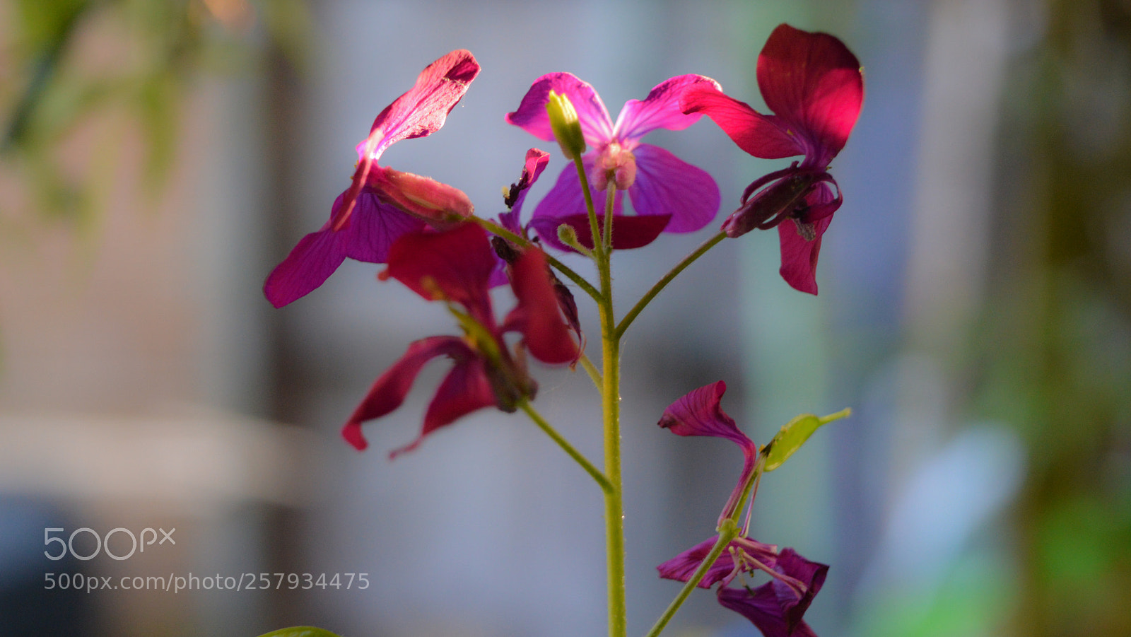 Nikon D3200 sample photo. Honesty photography